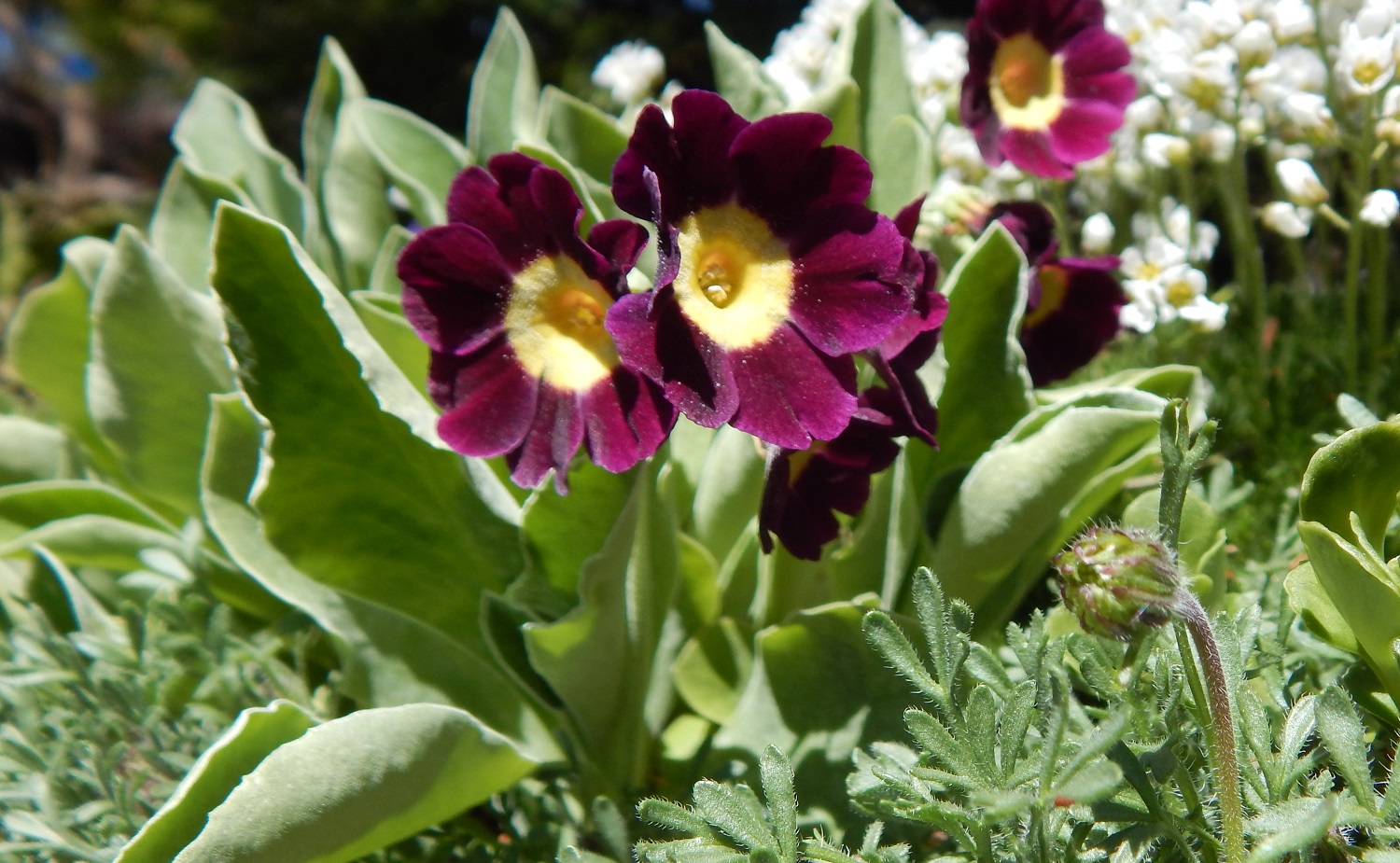 Primula burg. yellow hybrid