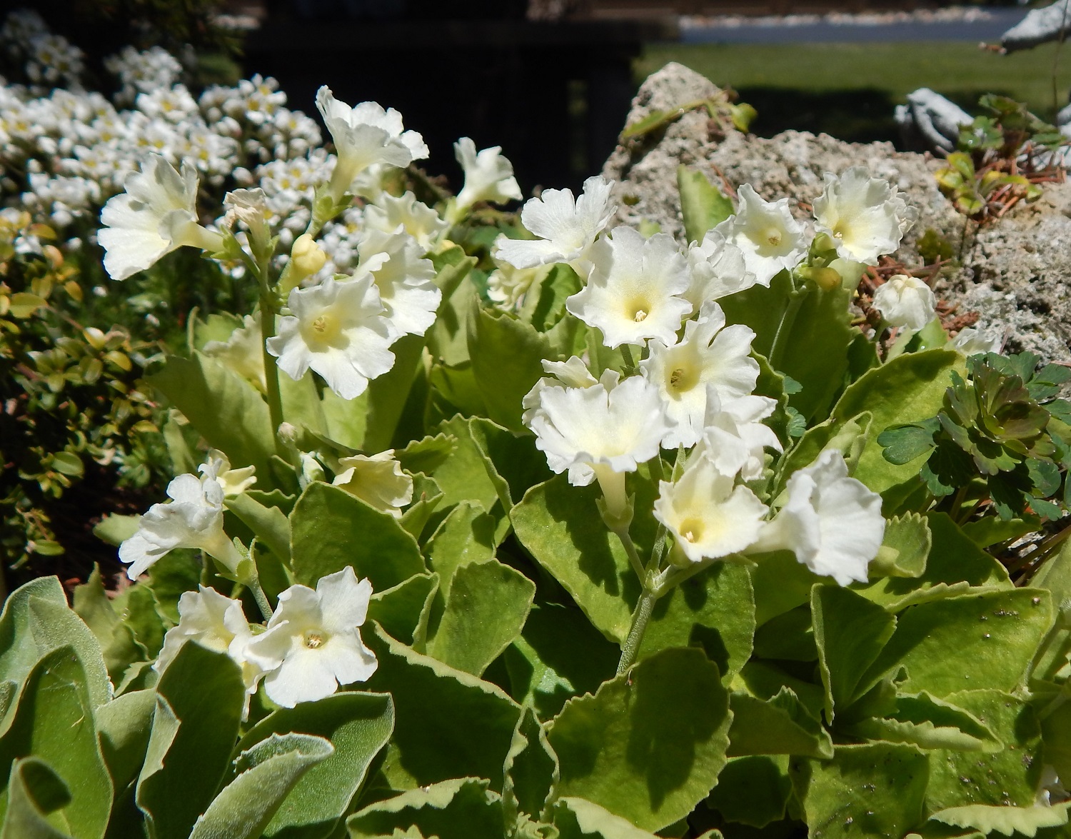 Primula pale yellow hybrid
