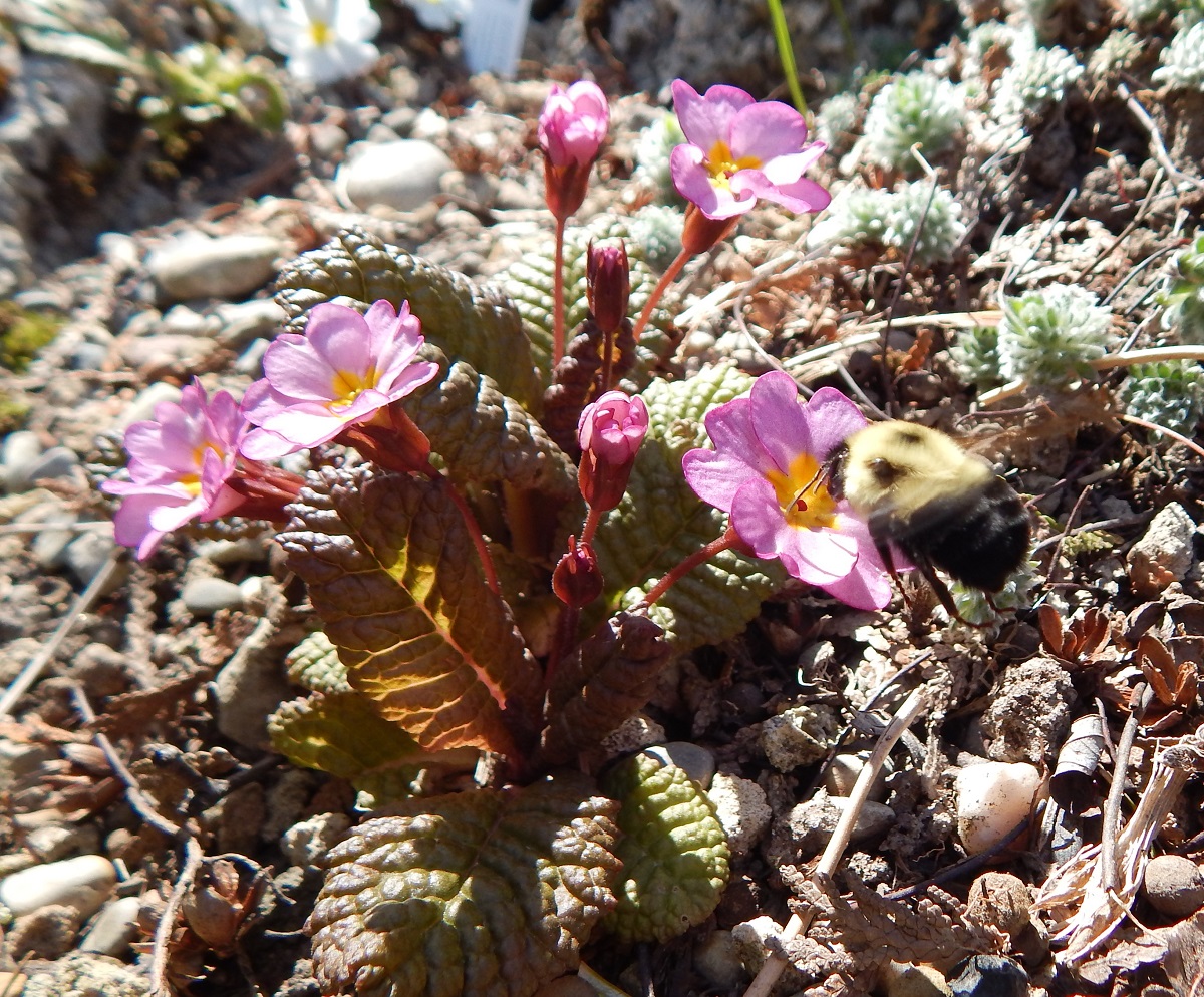 Primula polyanthus with bee