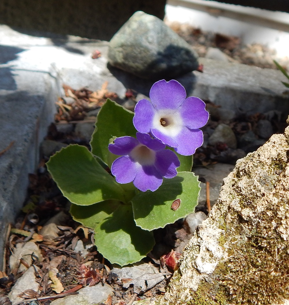Primula pubescens x 'Mrs J H Wilson'