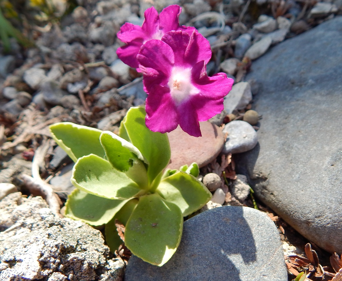 Primula