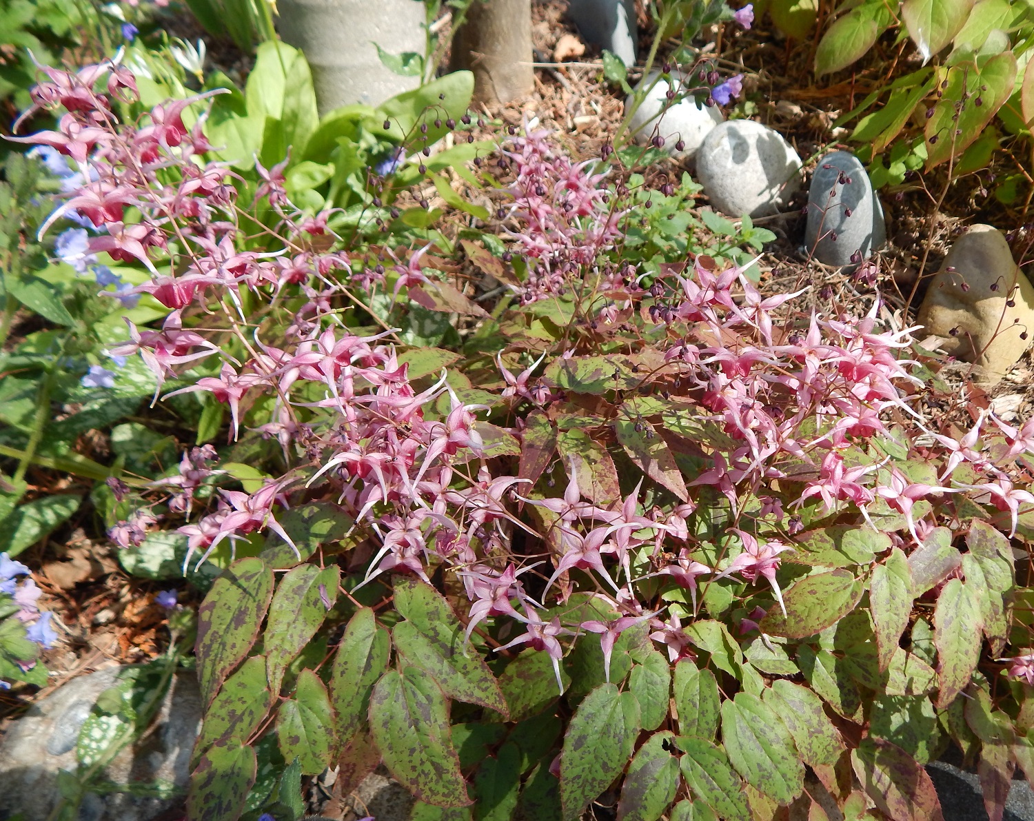 Epimedium 'Pink Champagne' non running