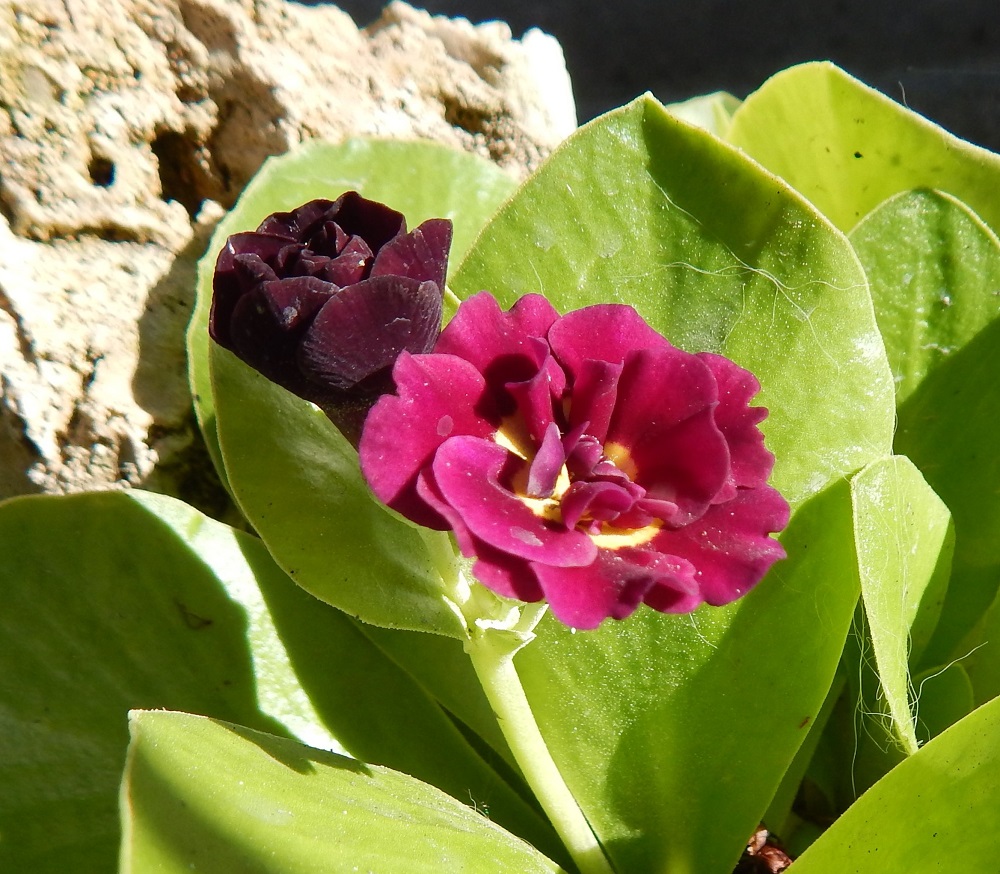 Primula auricula 'Forest Twilight'