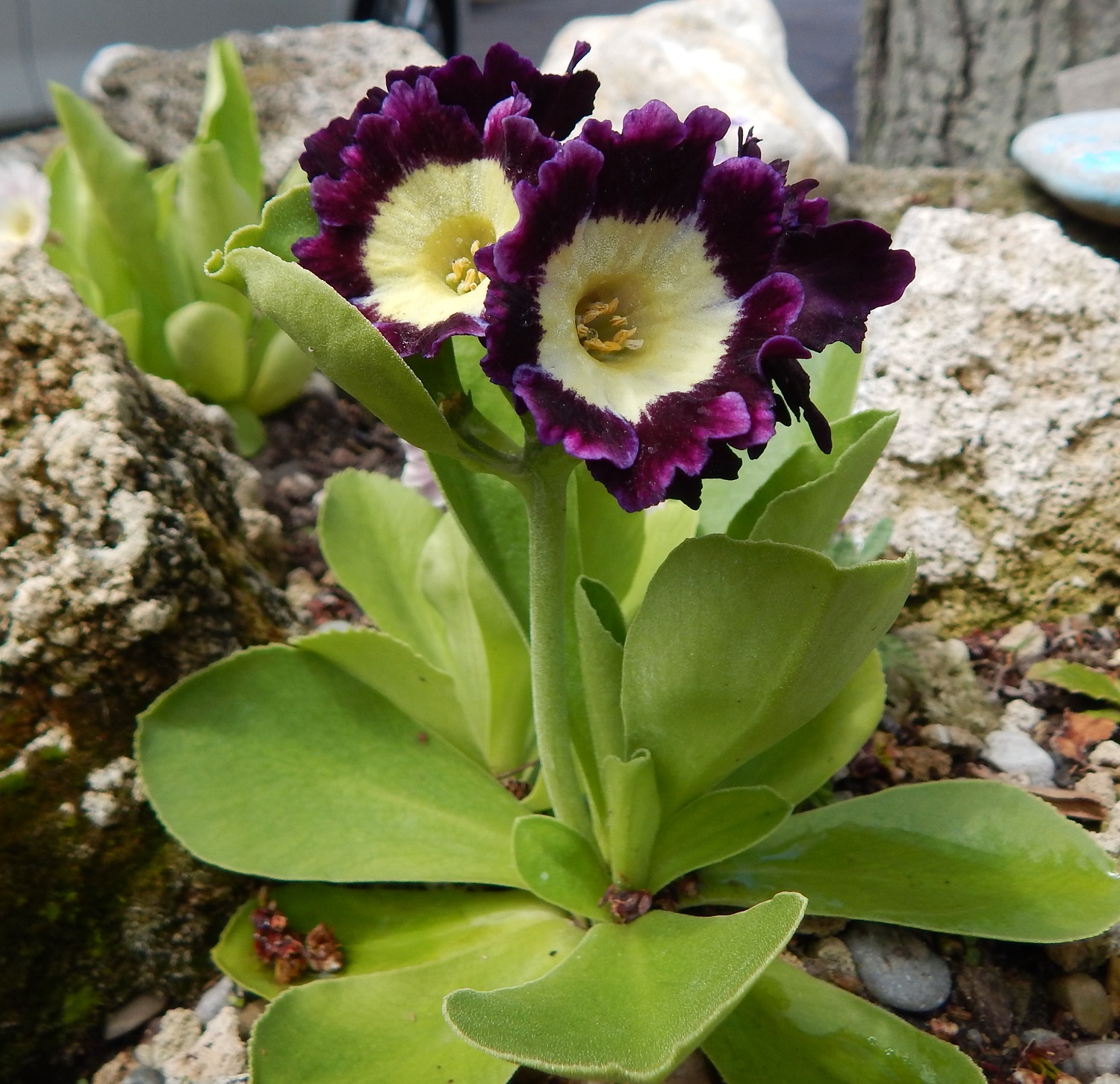 Primula auricula border dark purple Barnhaven seed mix