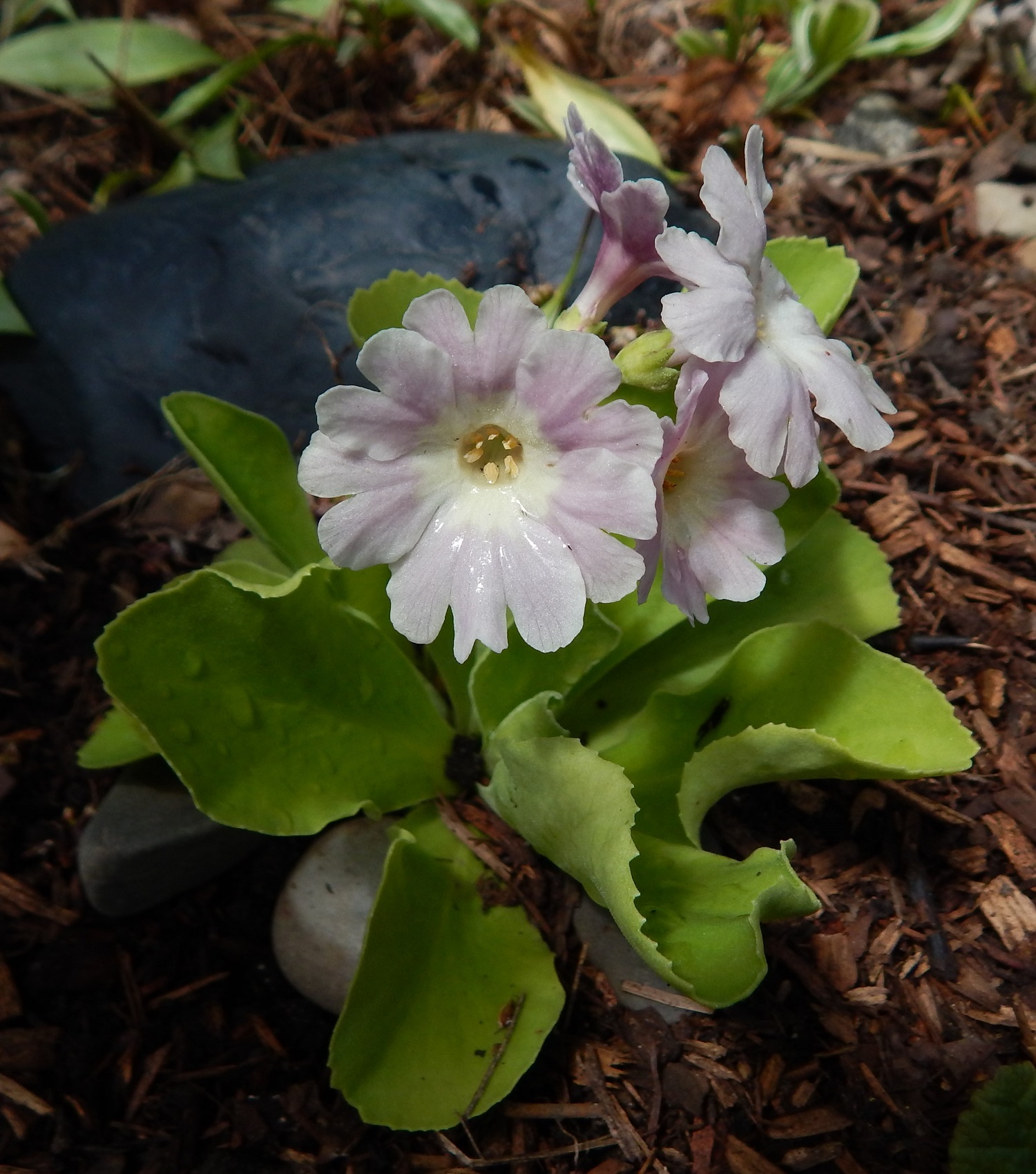 Primula auricula border pale Barnhaven seed mix
