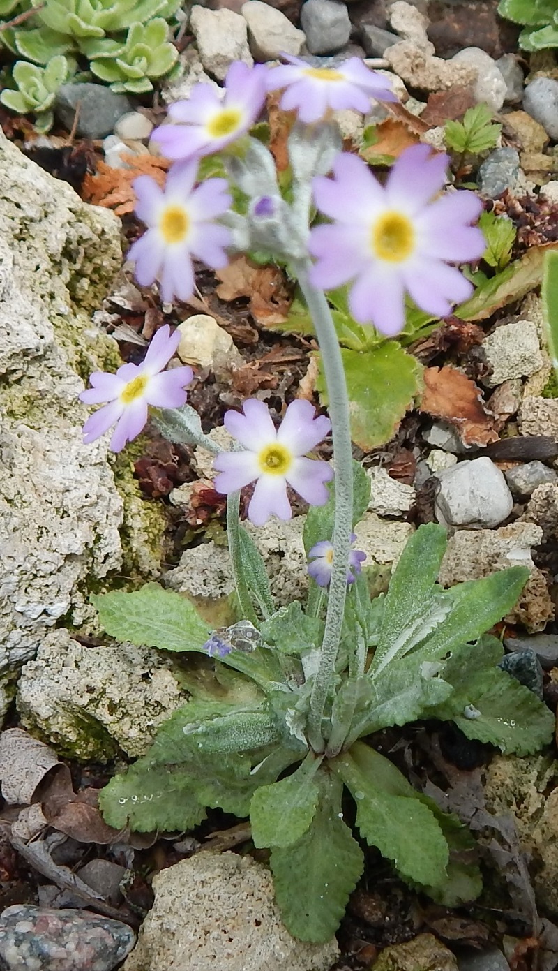 Primula laurentiana