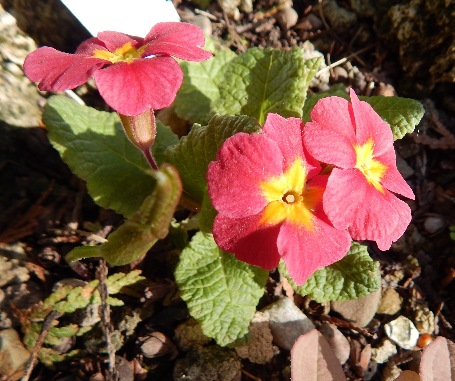 Primula polyanthus 'Footlight Parade' series