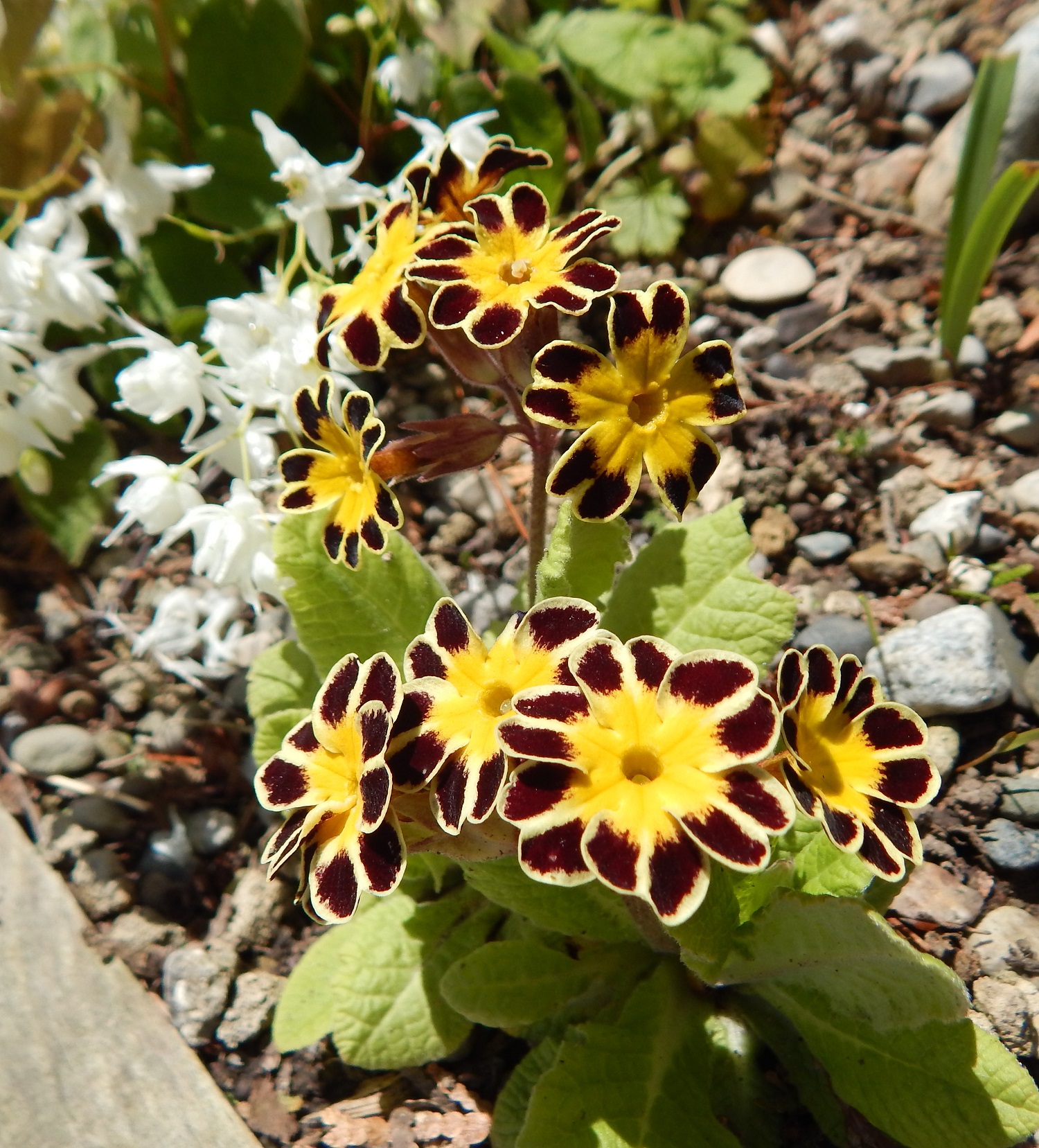 Primula polyanthus 'Gold Laced' Group Barnhaven seed mix