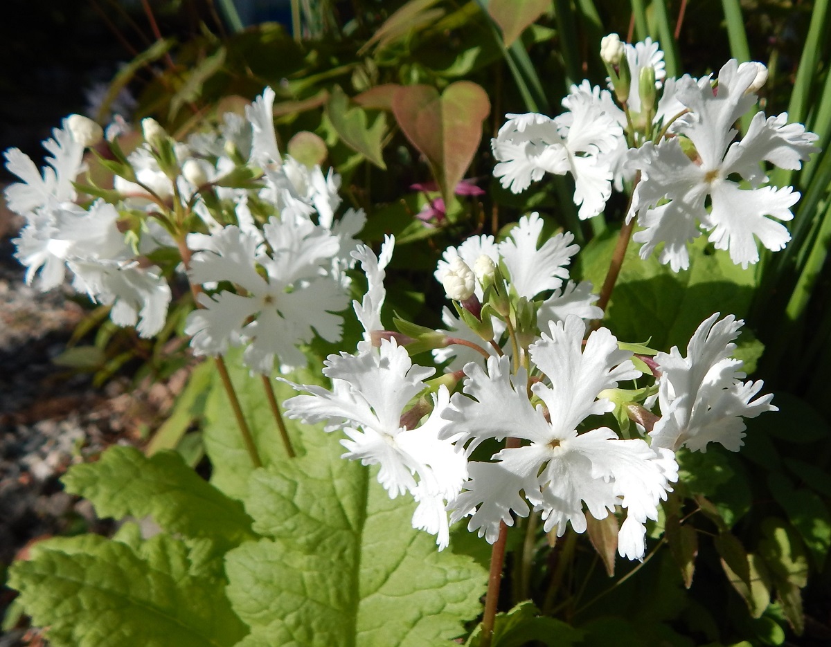 Primula sieboldii 'Snow'