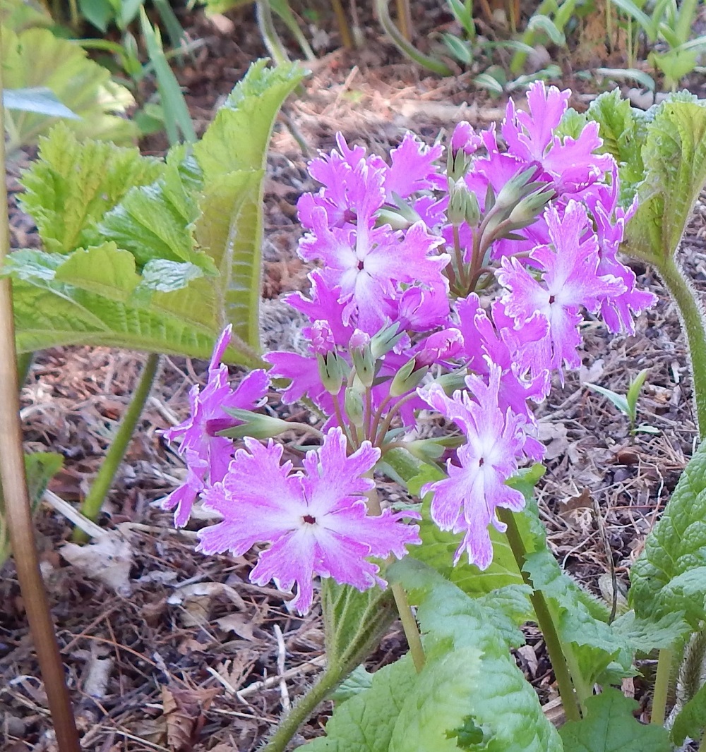 Primula sieboldii 'Sparkle'