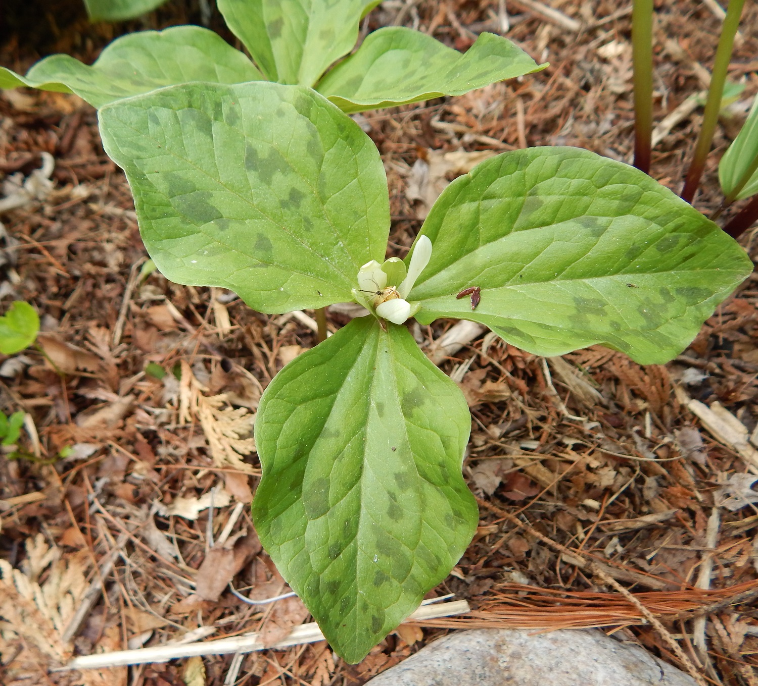 Trillium albidum from Bovees