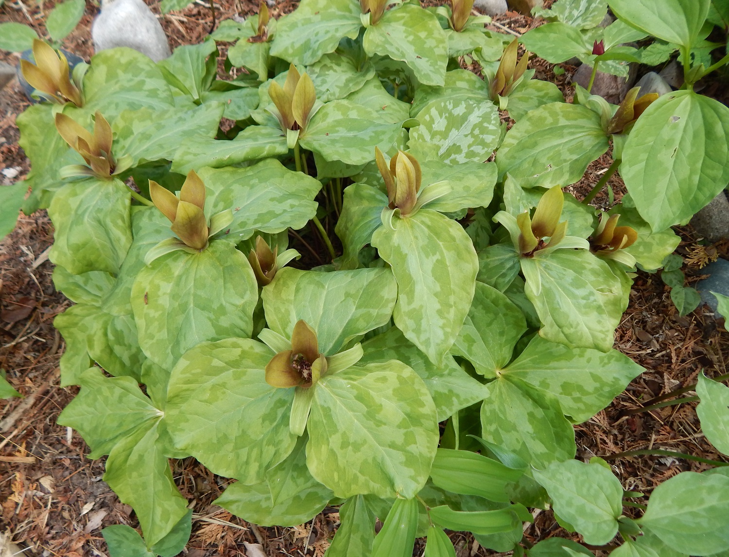 Trillium cuneatum