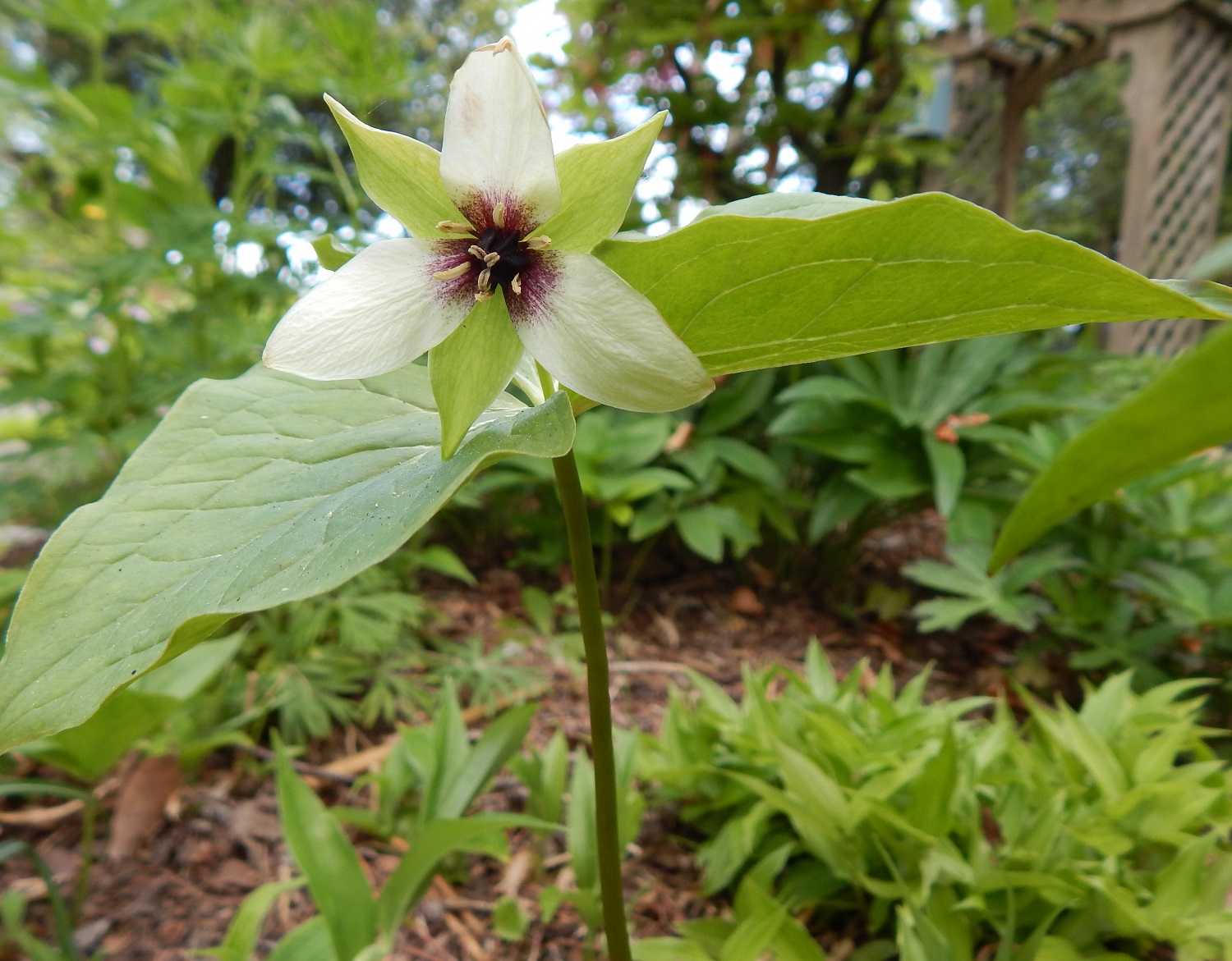 T. erectum x T. flexipes - from Fertile Crescent