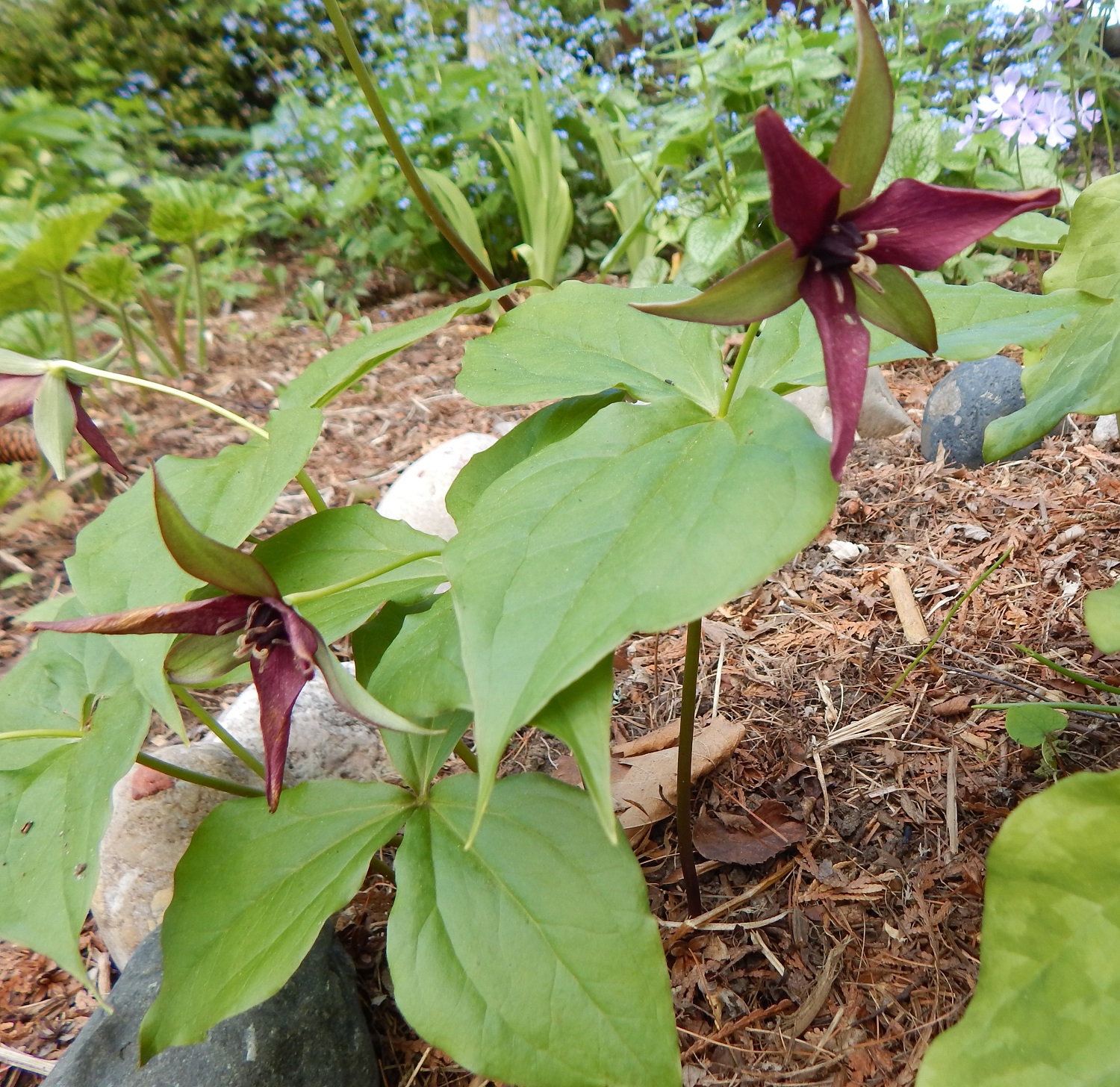 Trillium erectum