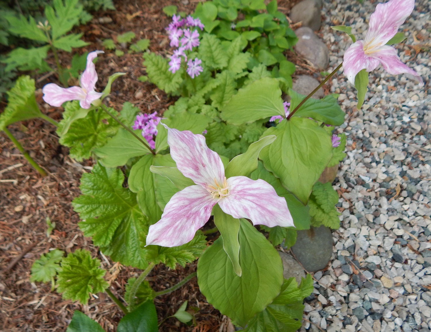 Trillium grandiflorum (fading)