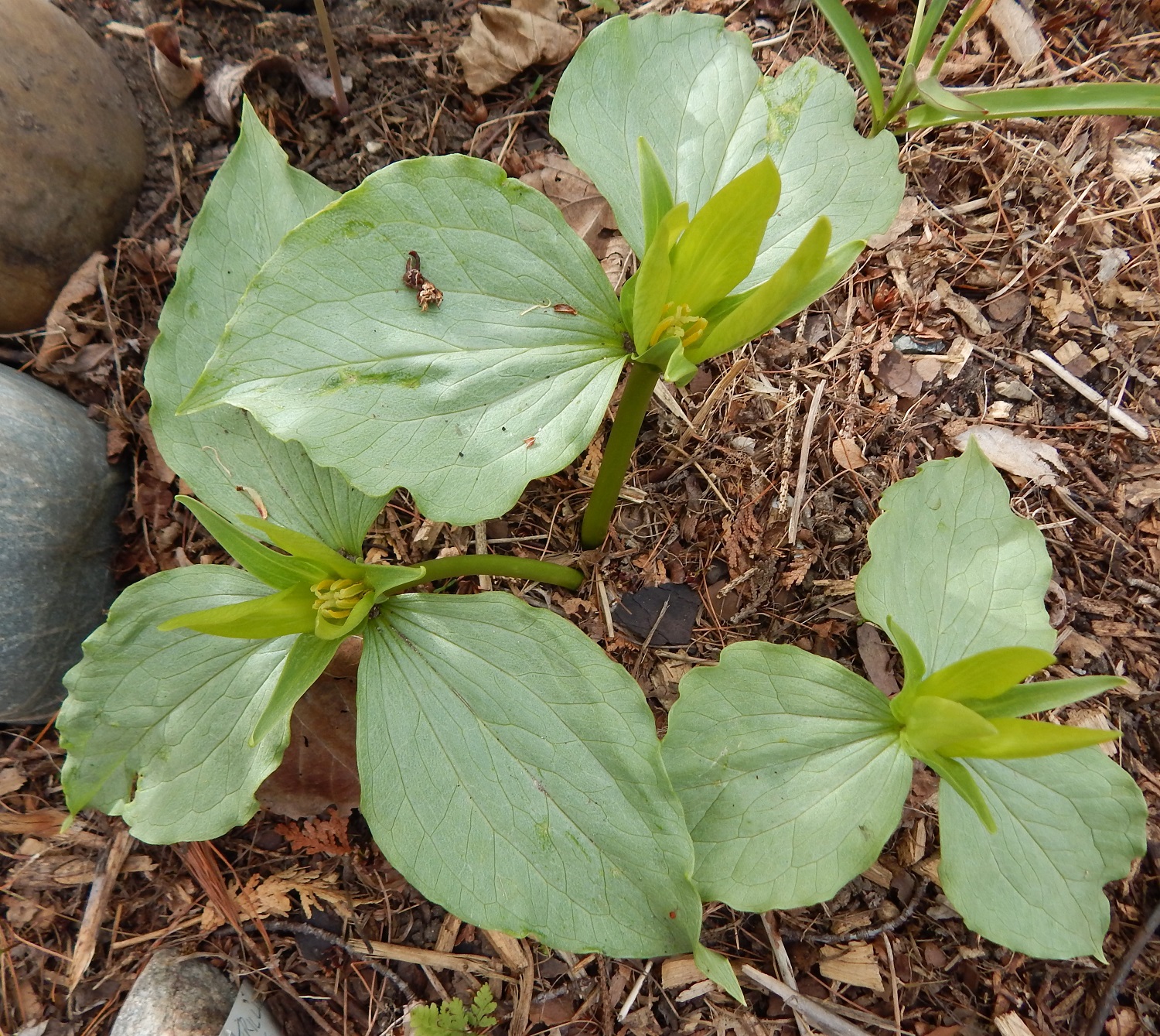 Trillium luteum 'Envy'from Jacques & Andrea