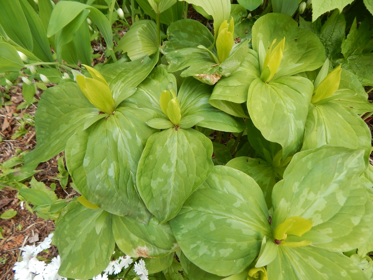 Trillium luteum
