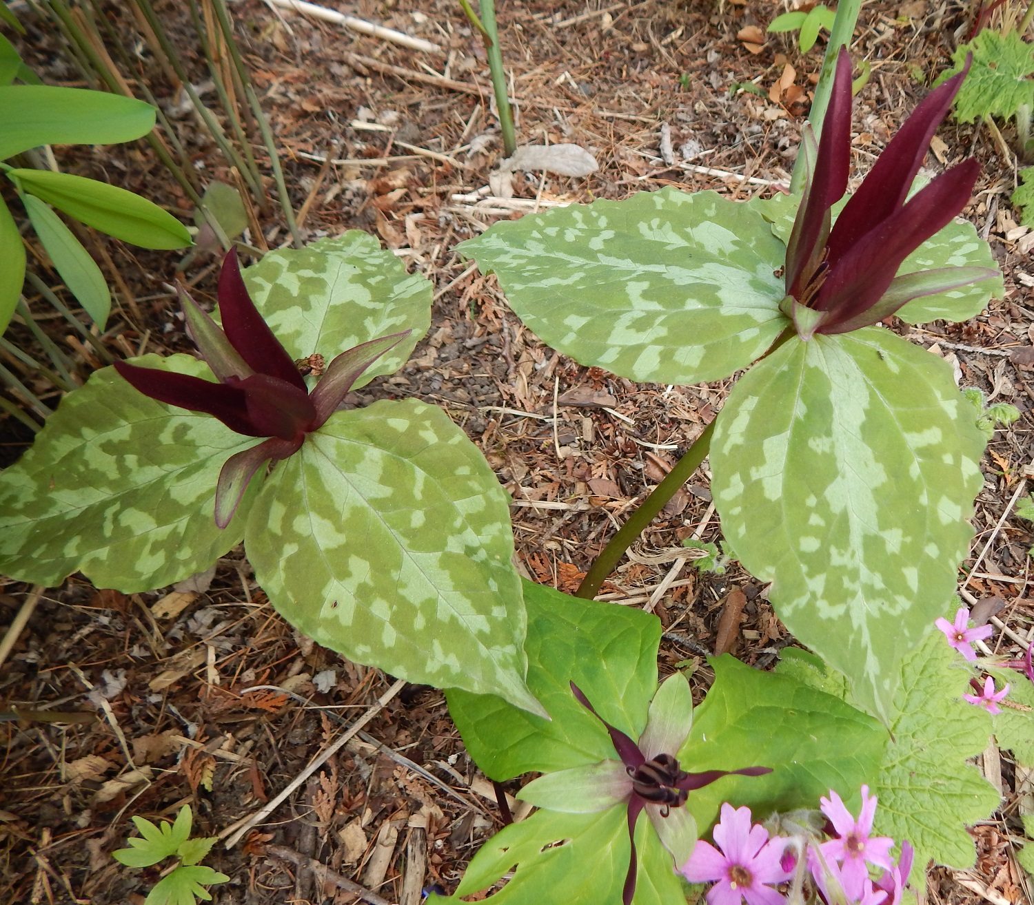 Trillium maculatum