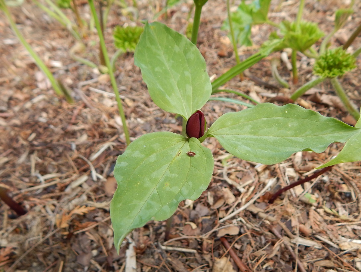 Trillium recurvatum