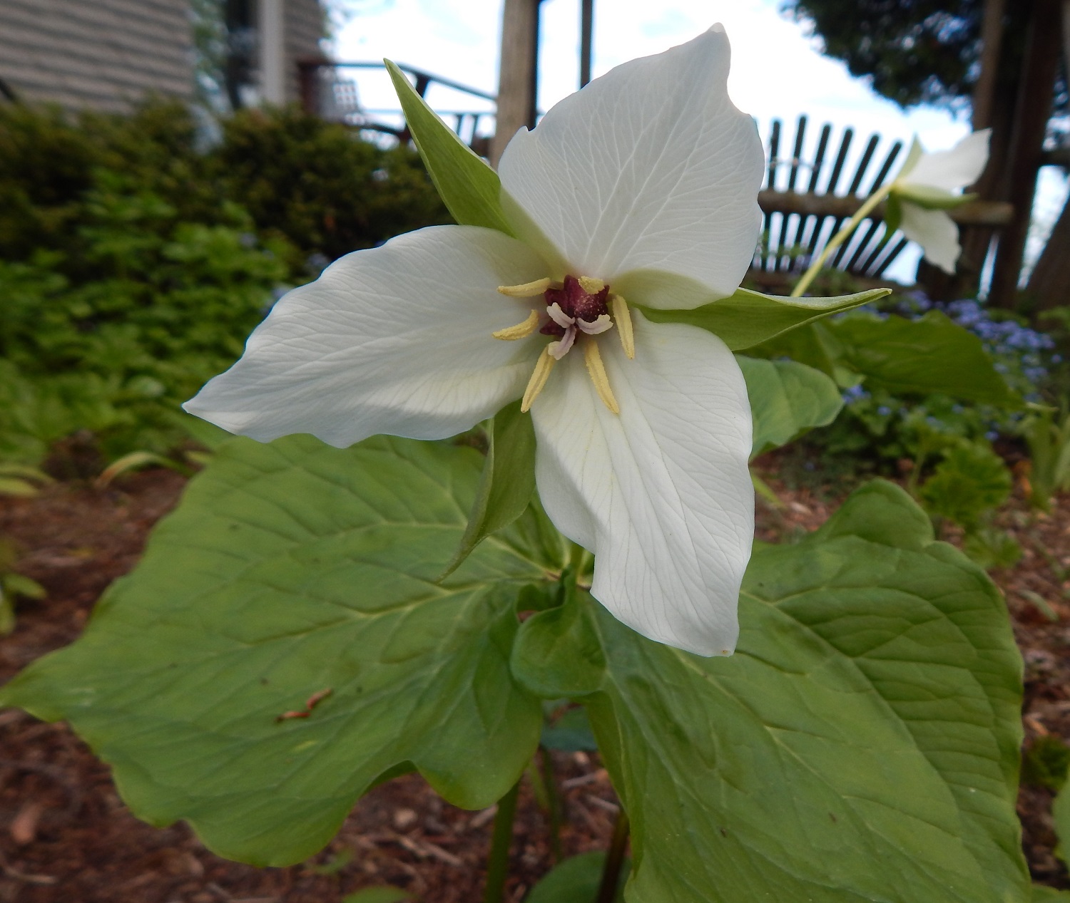 Trillium simile