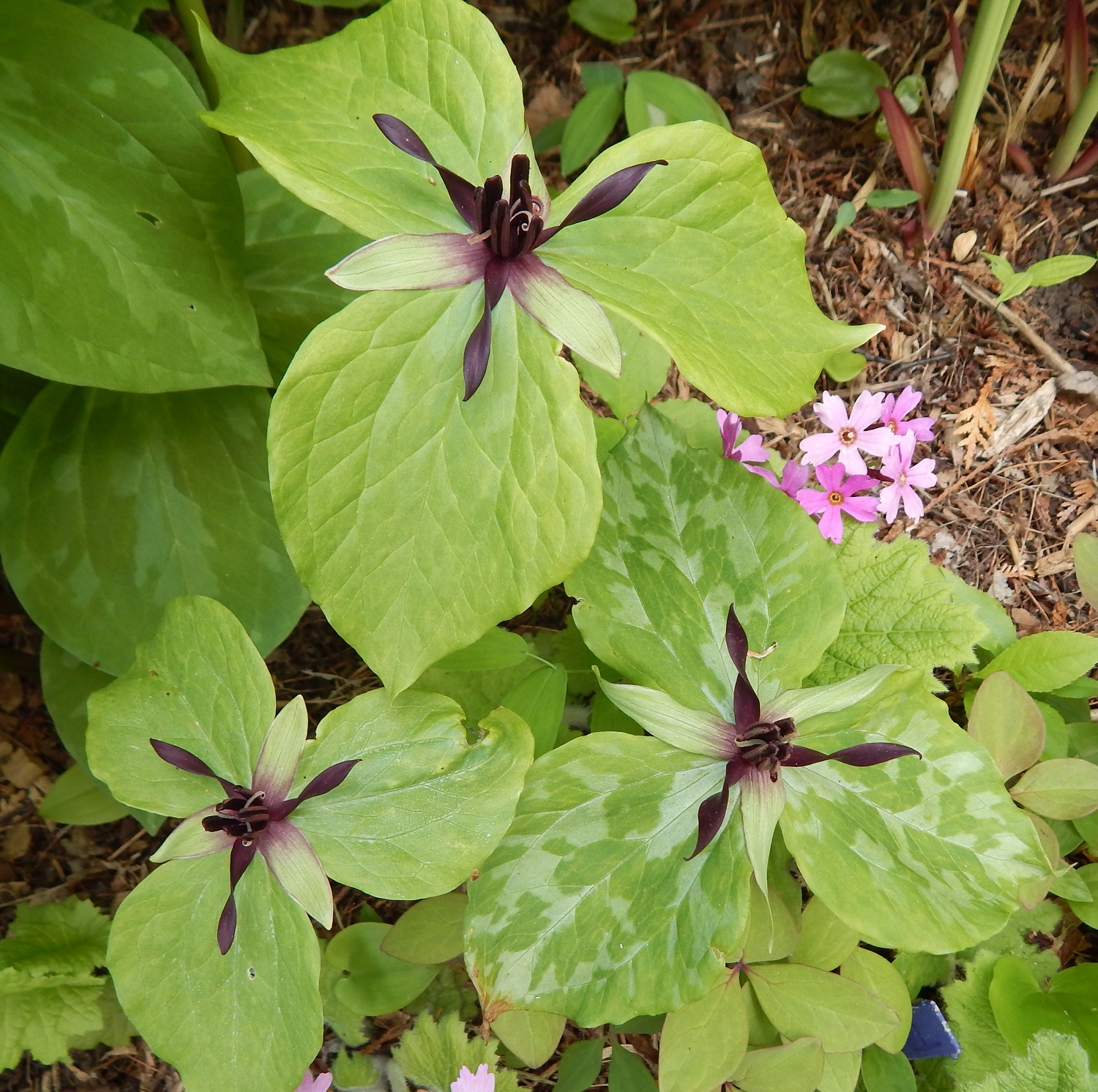 Trillium stamineum