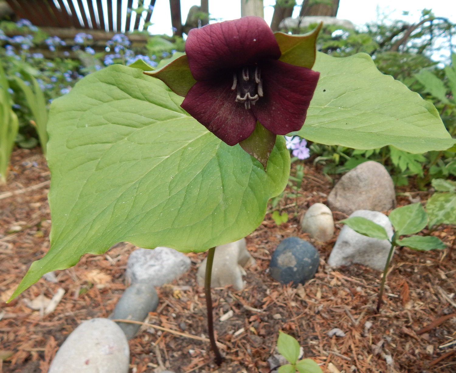 Trillium sulcatum