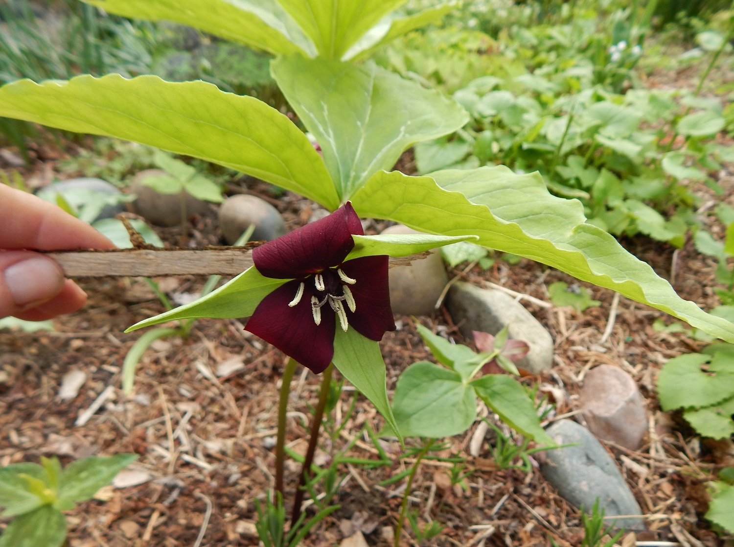 Trillium vaseyi