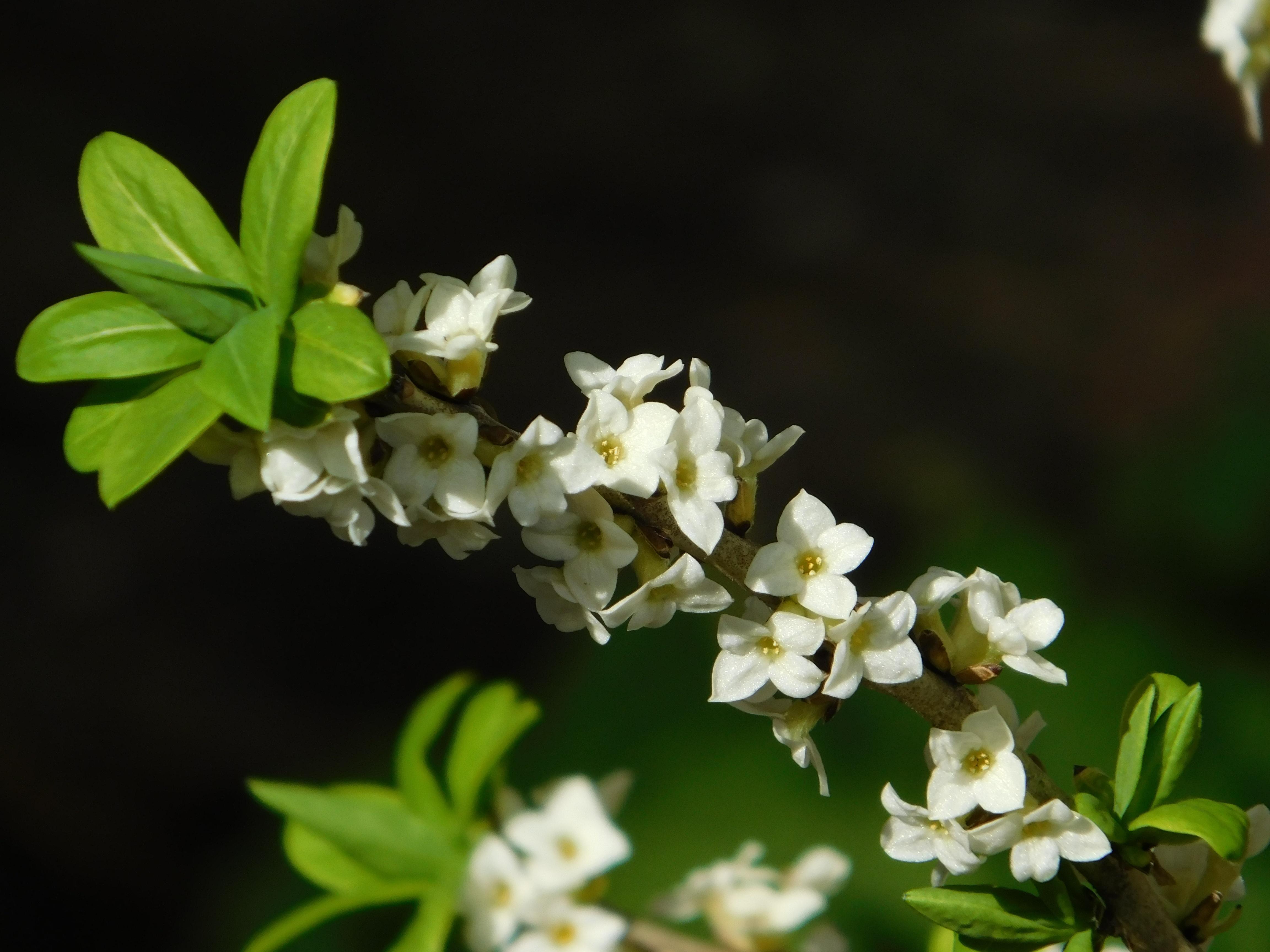 Daphne mezereum 'Album'