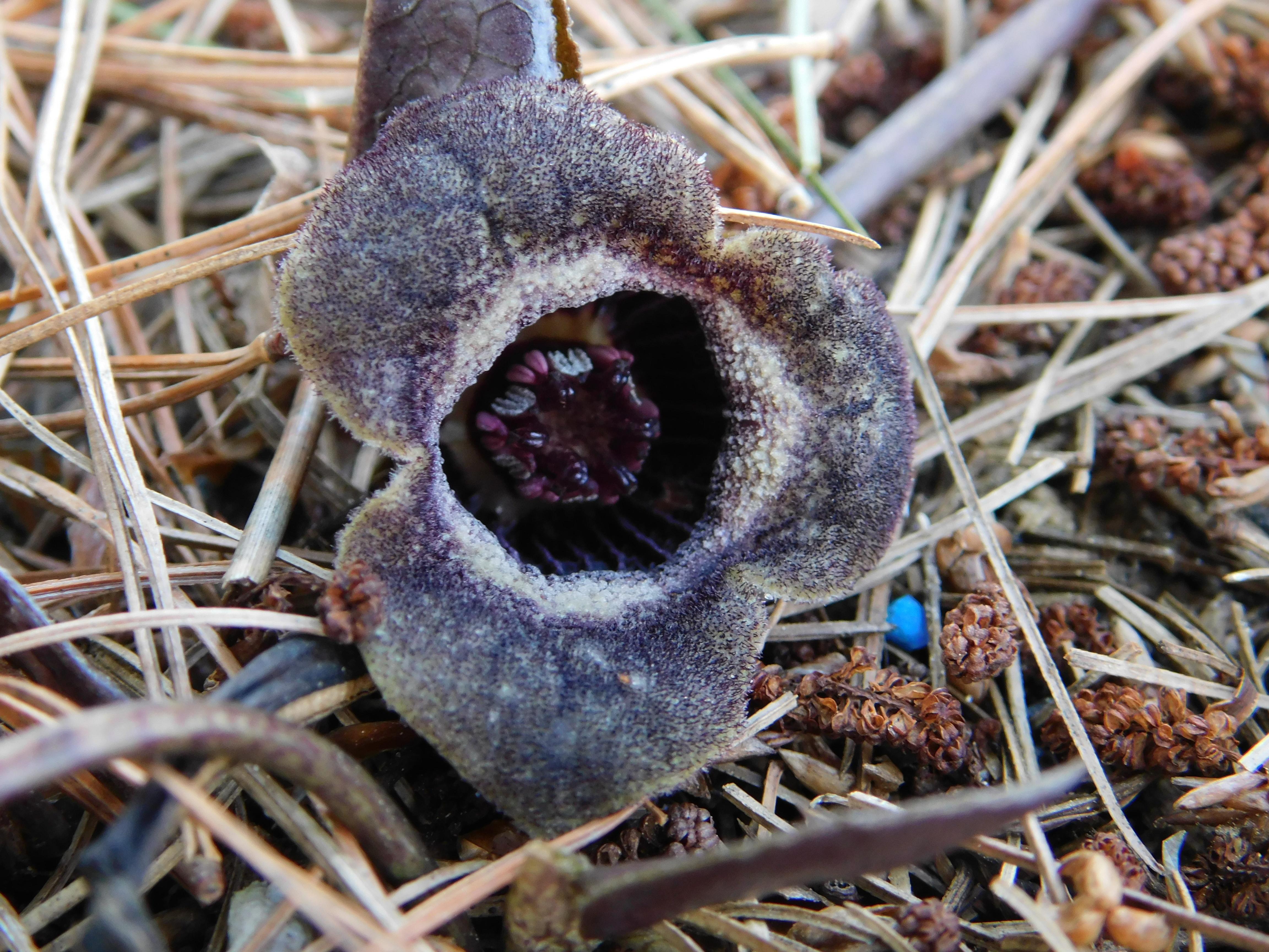 Asarum