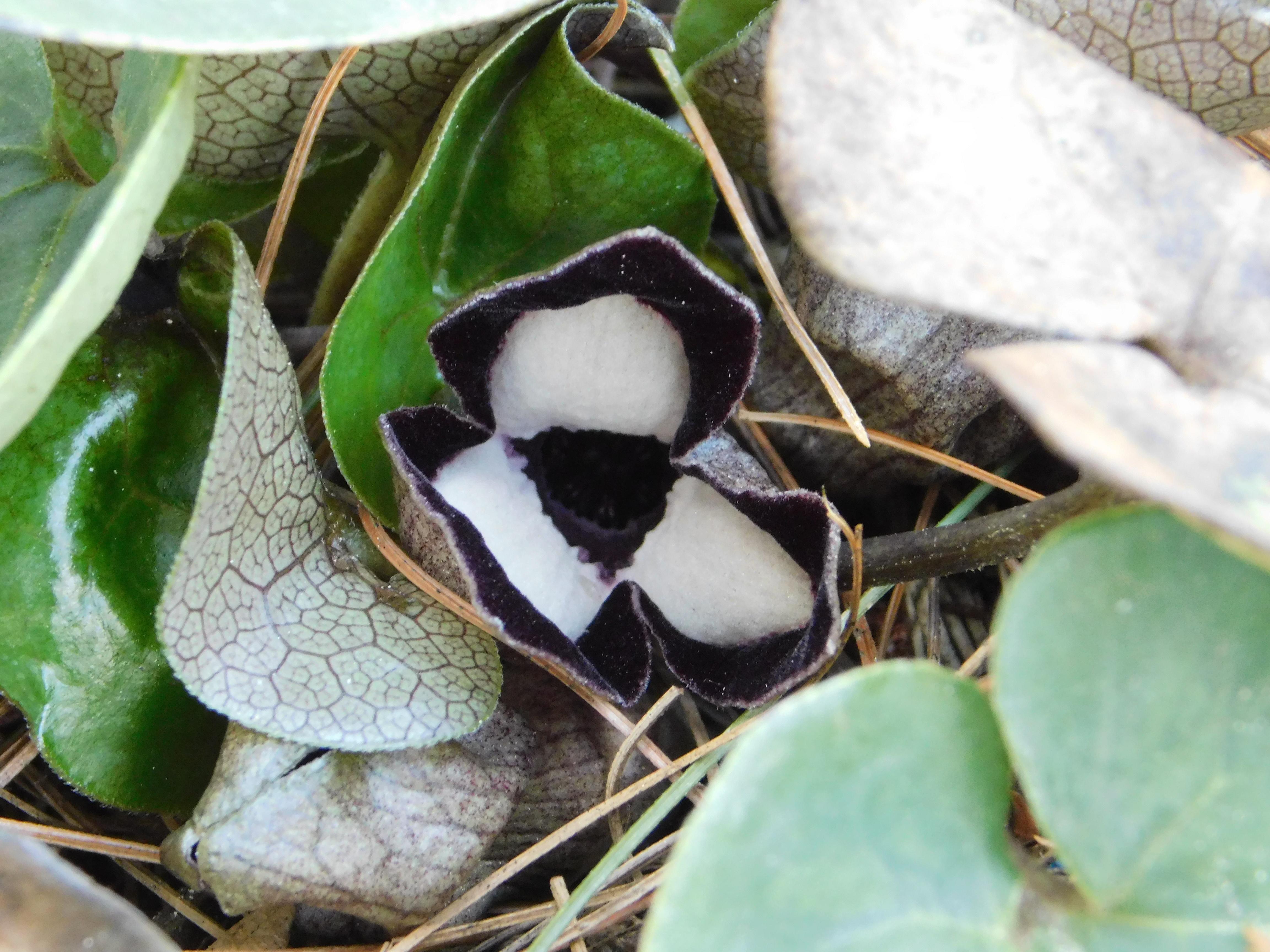 Asarum maximum