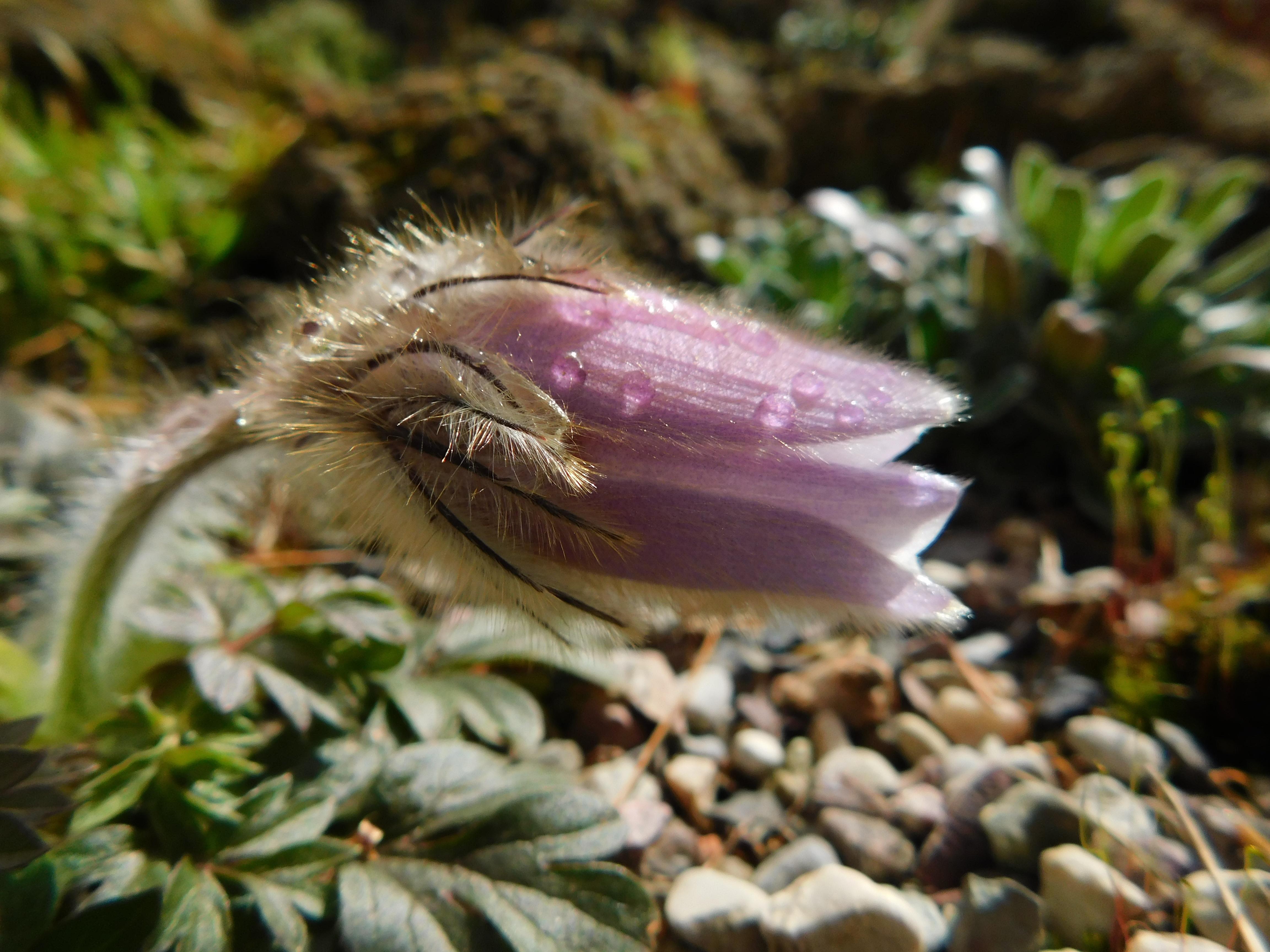 Pulsatilla vernalis