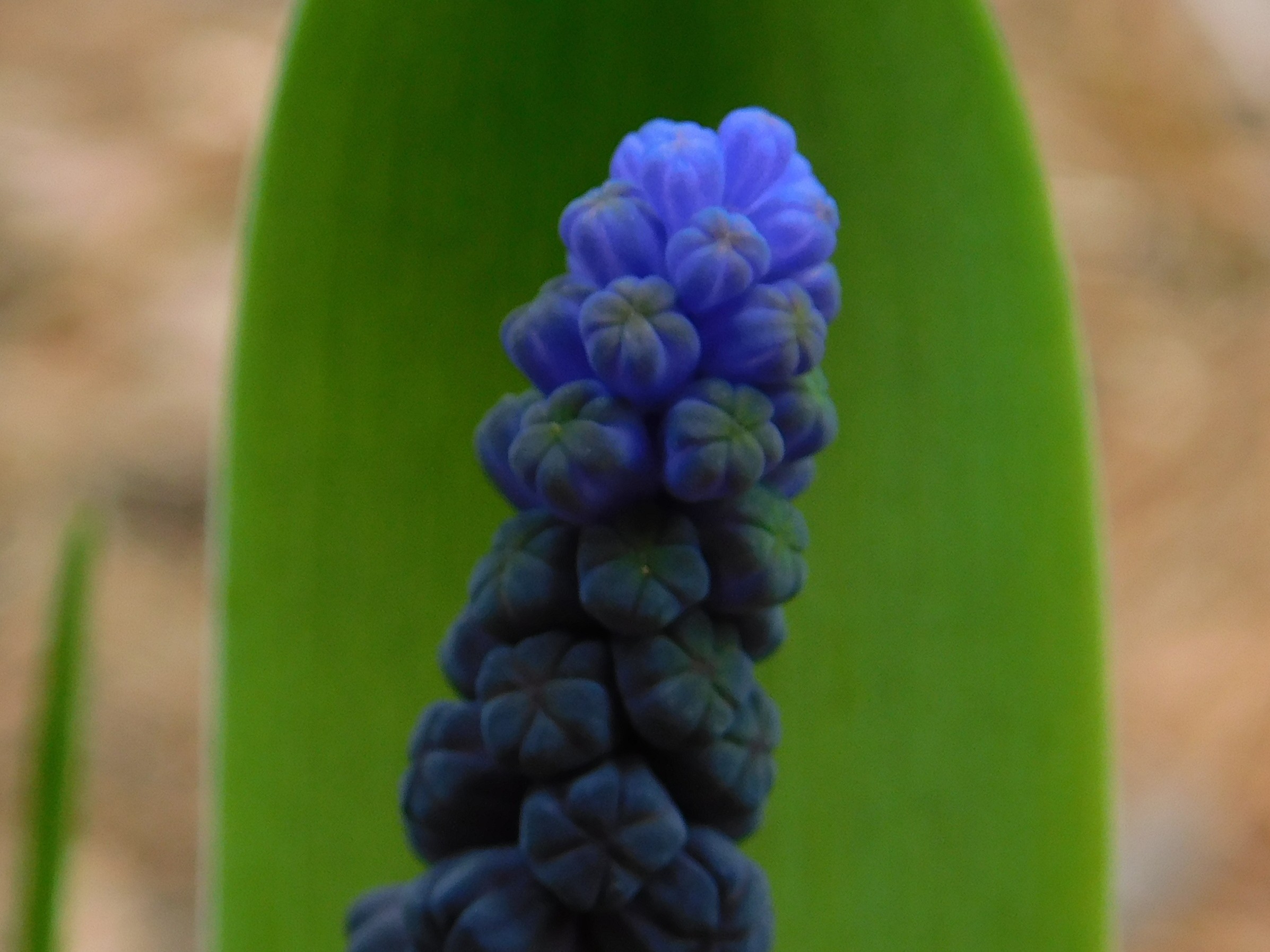 Muscari