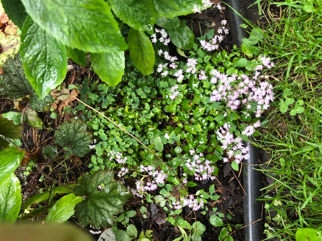 Low small pink creeper