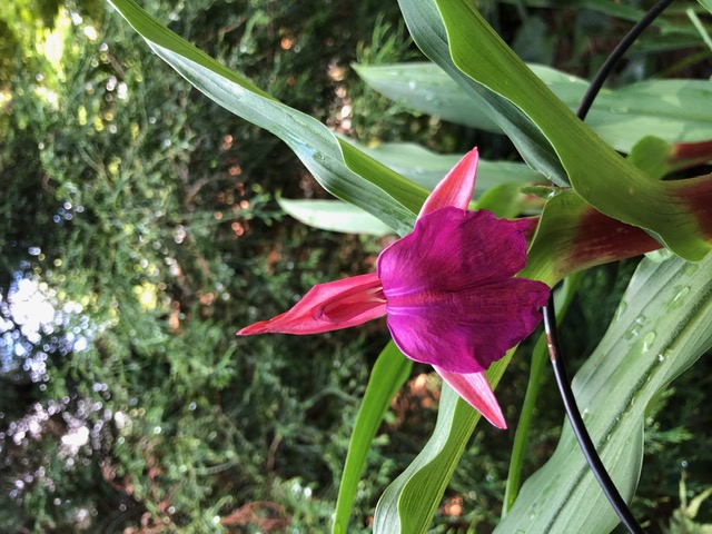 Roscoea purpurea ‘Family Jewels’