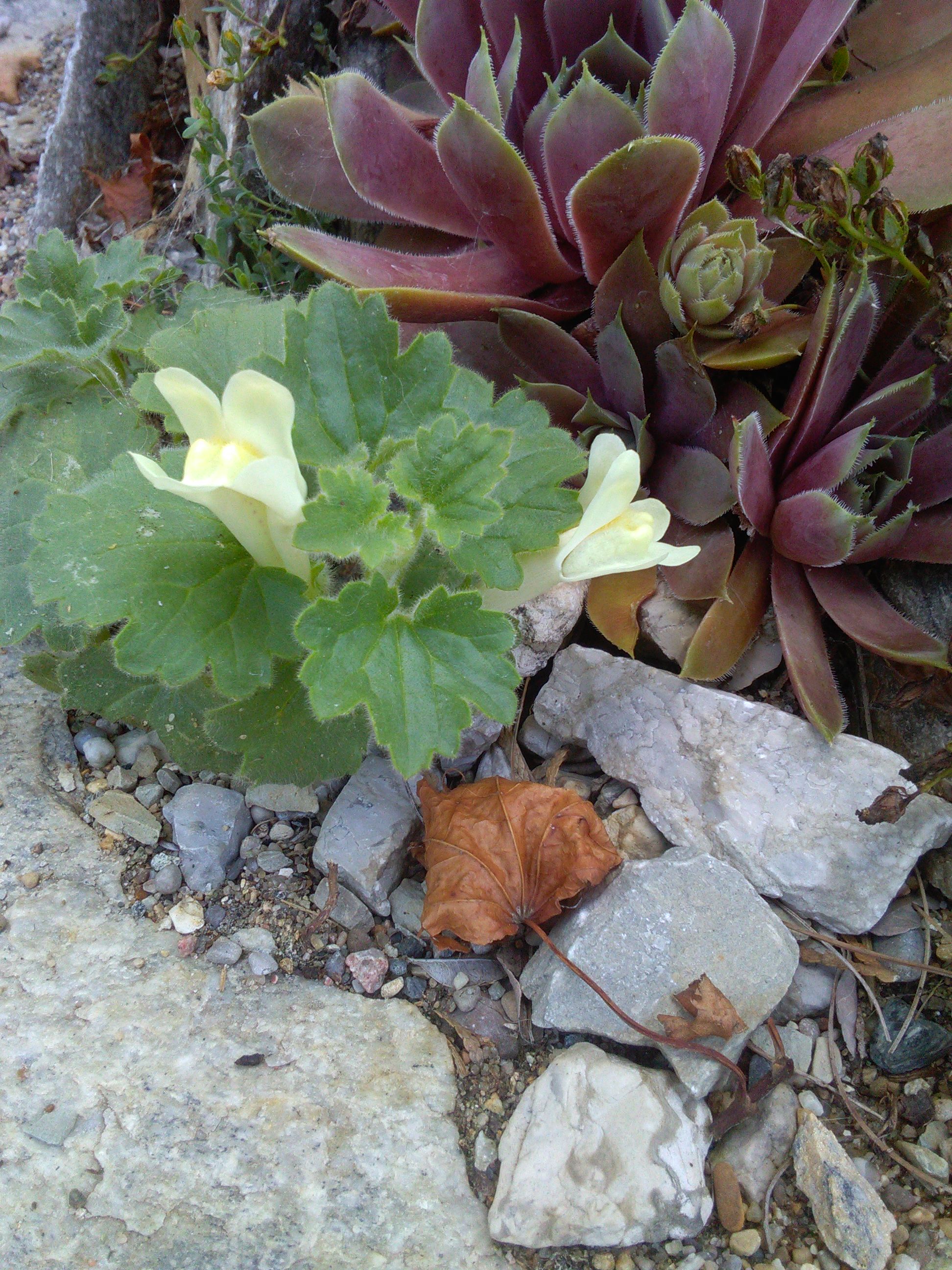 Asarina procumbens compacta