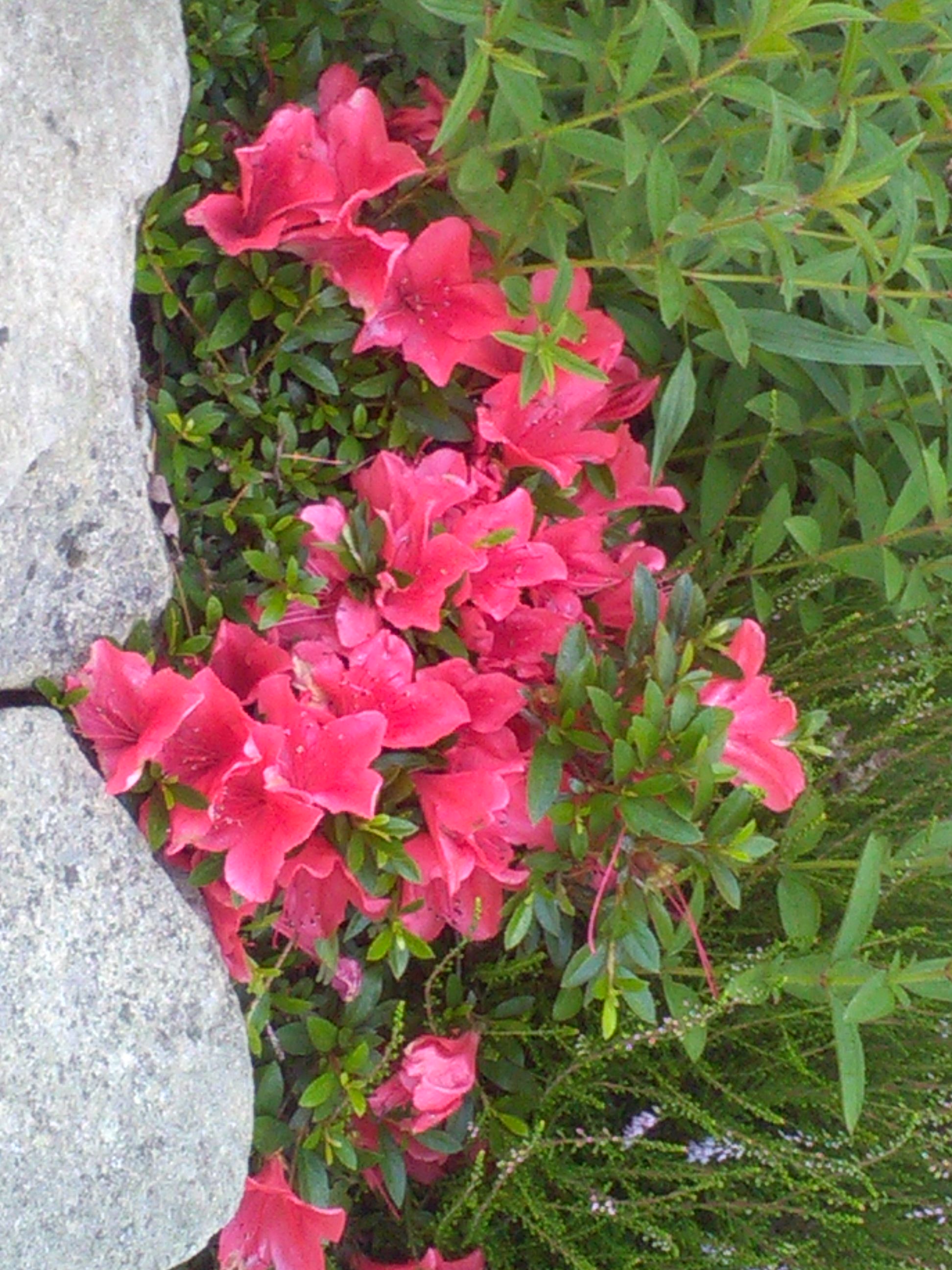 Azalea 'Pink Pancake'