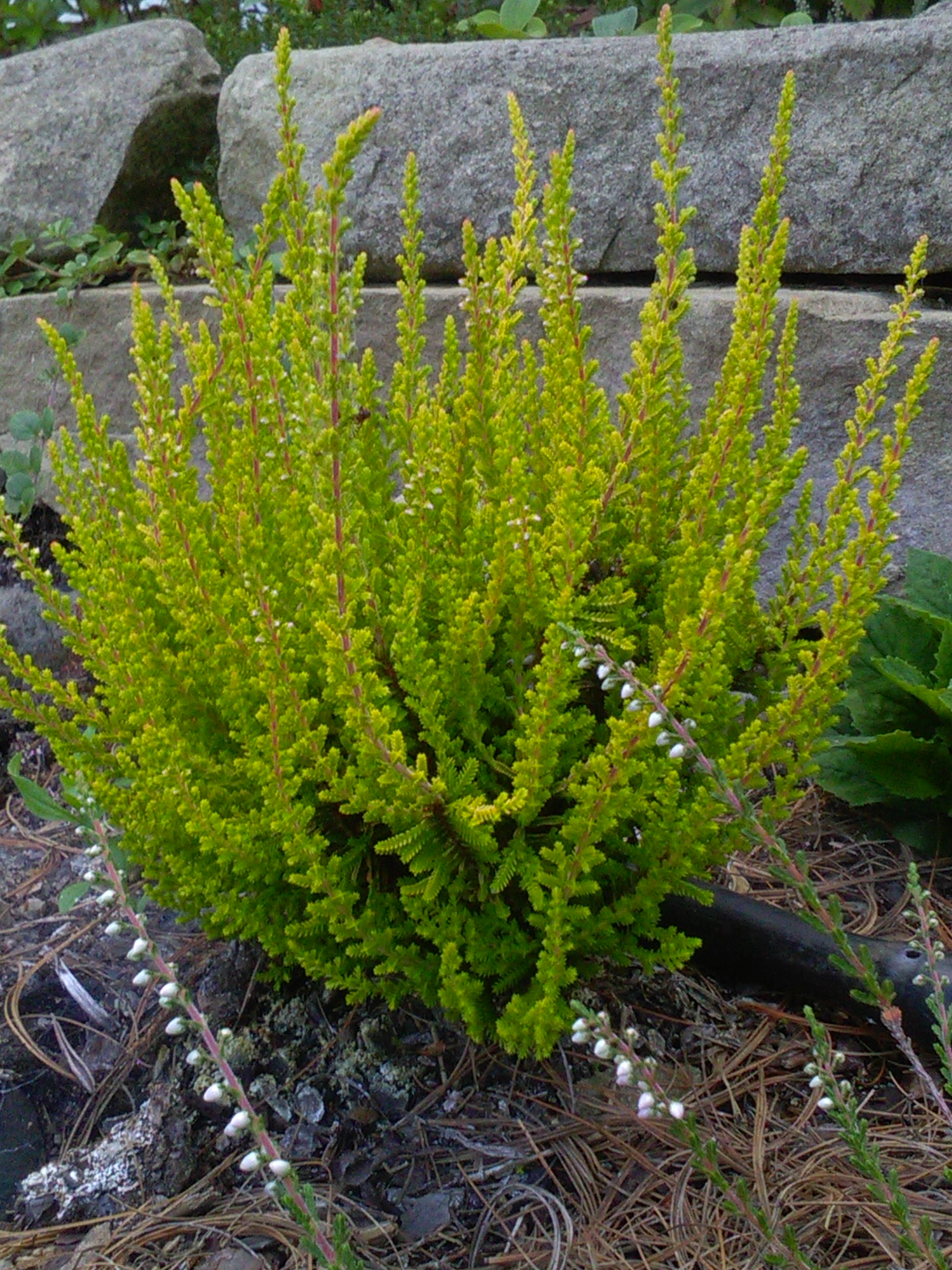 Calluna