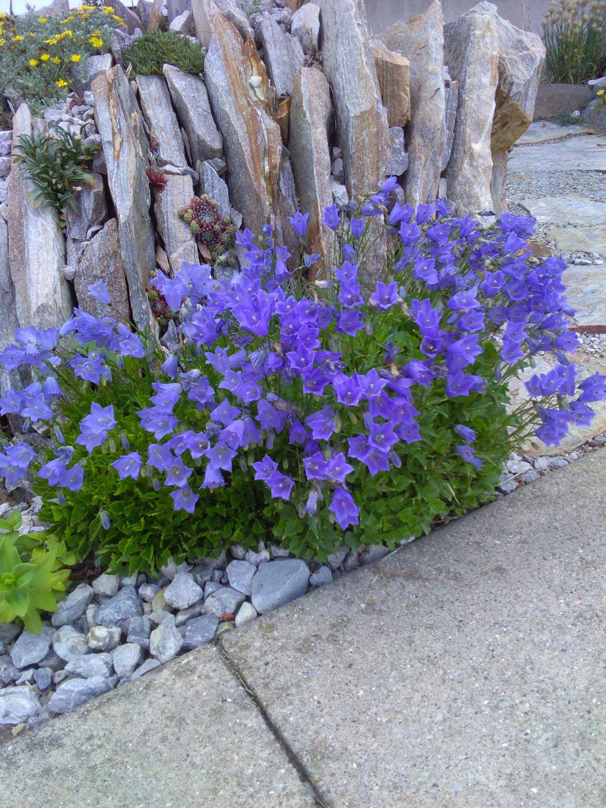 Campanula cochlearifolia
