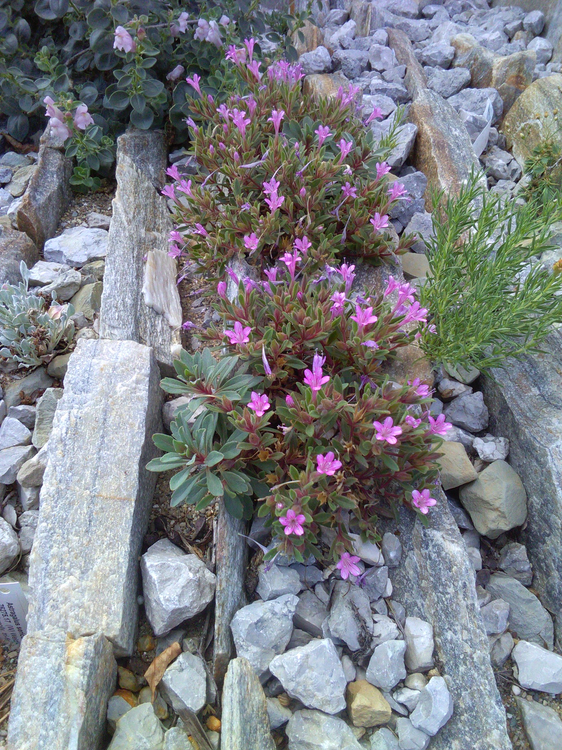 Collomia debilis