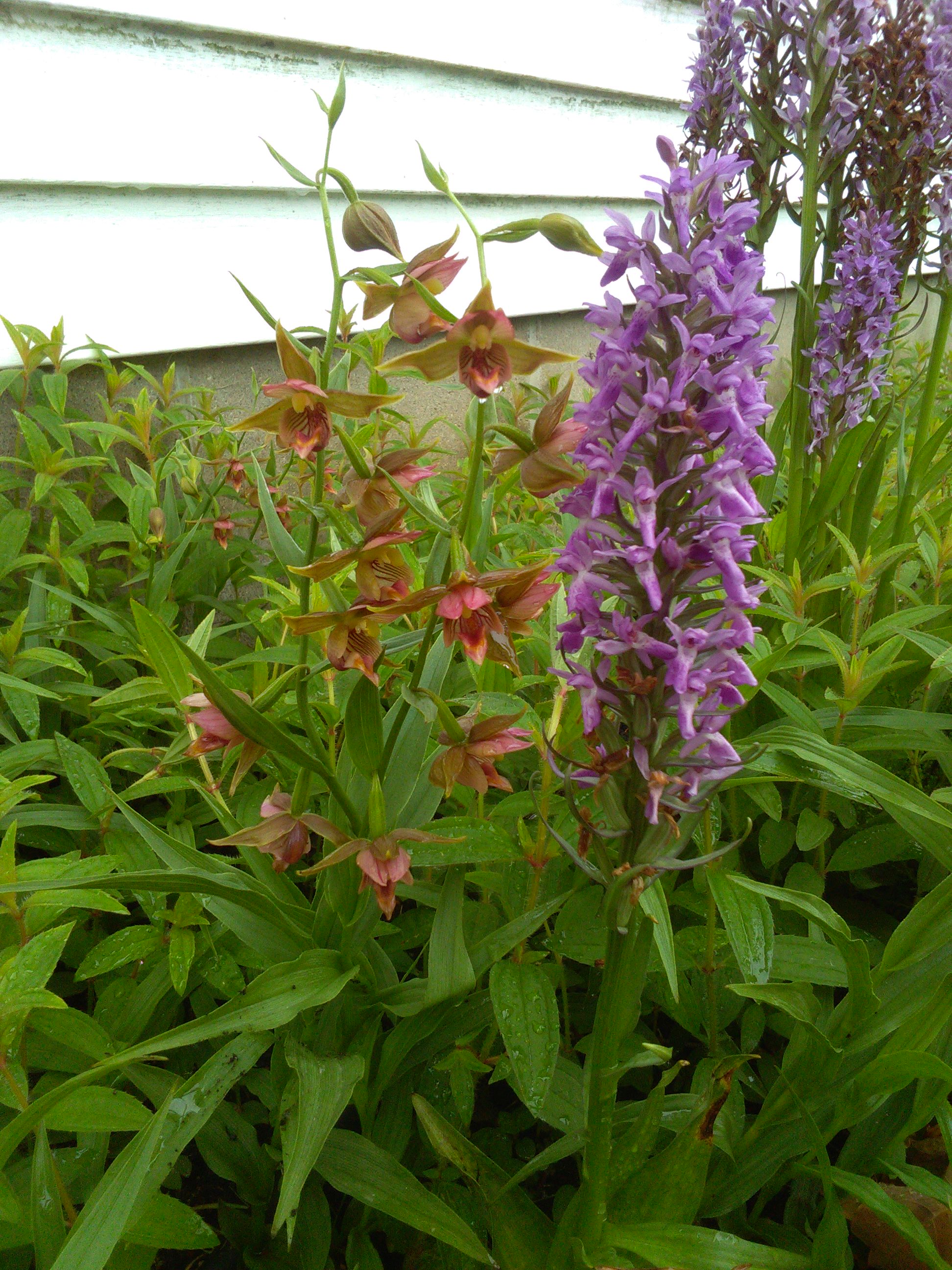 Epipactis 'Sabine' with Dactylorhiza