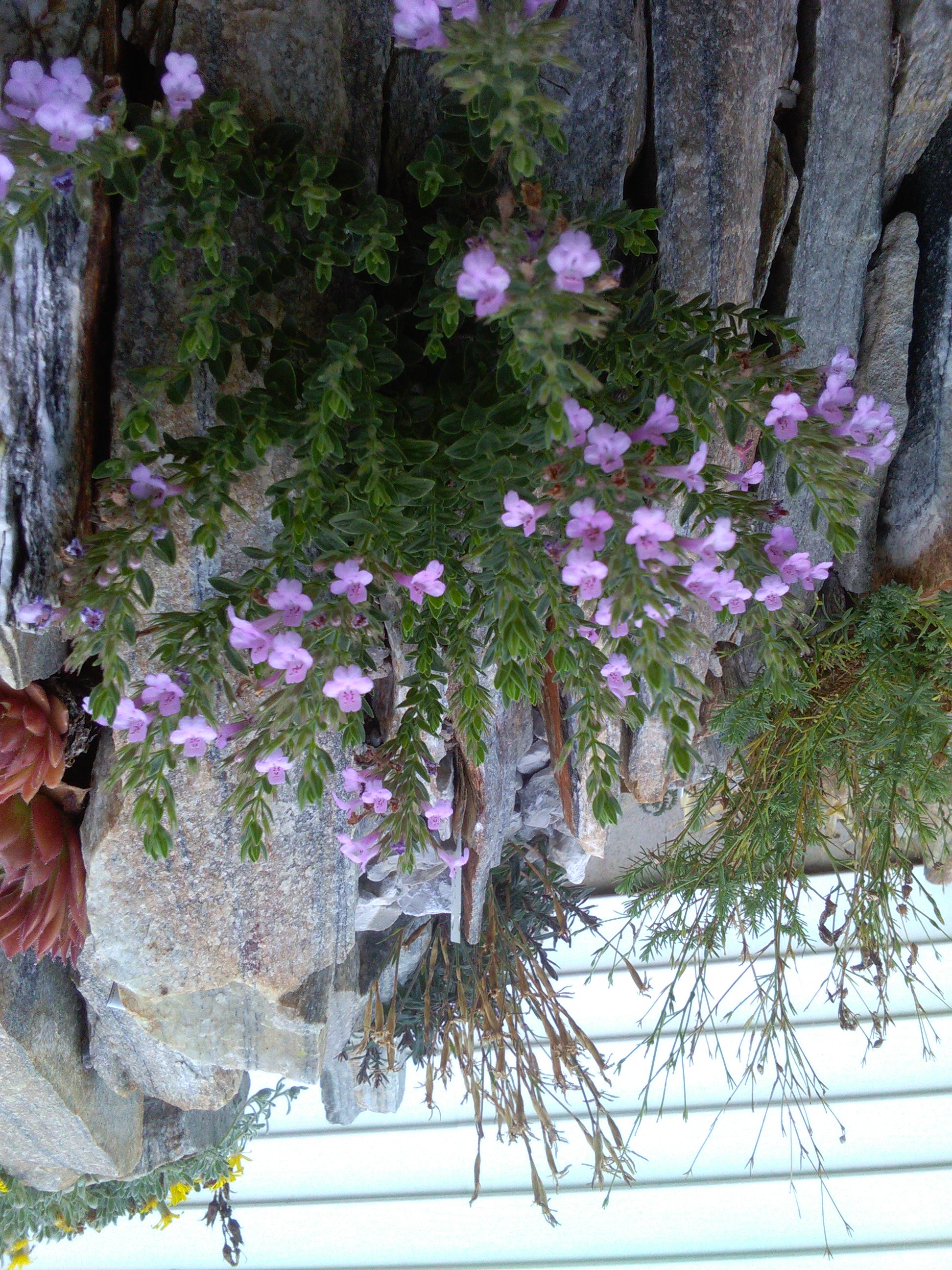 Micromeria croatica