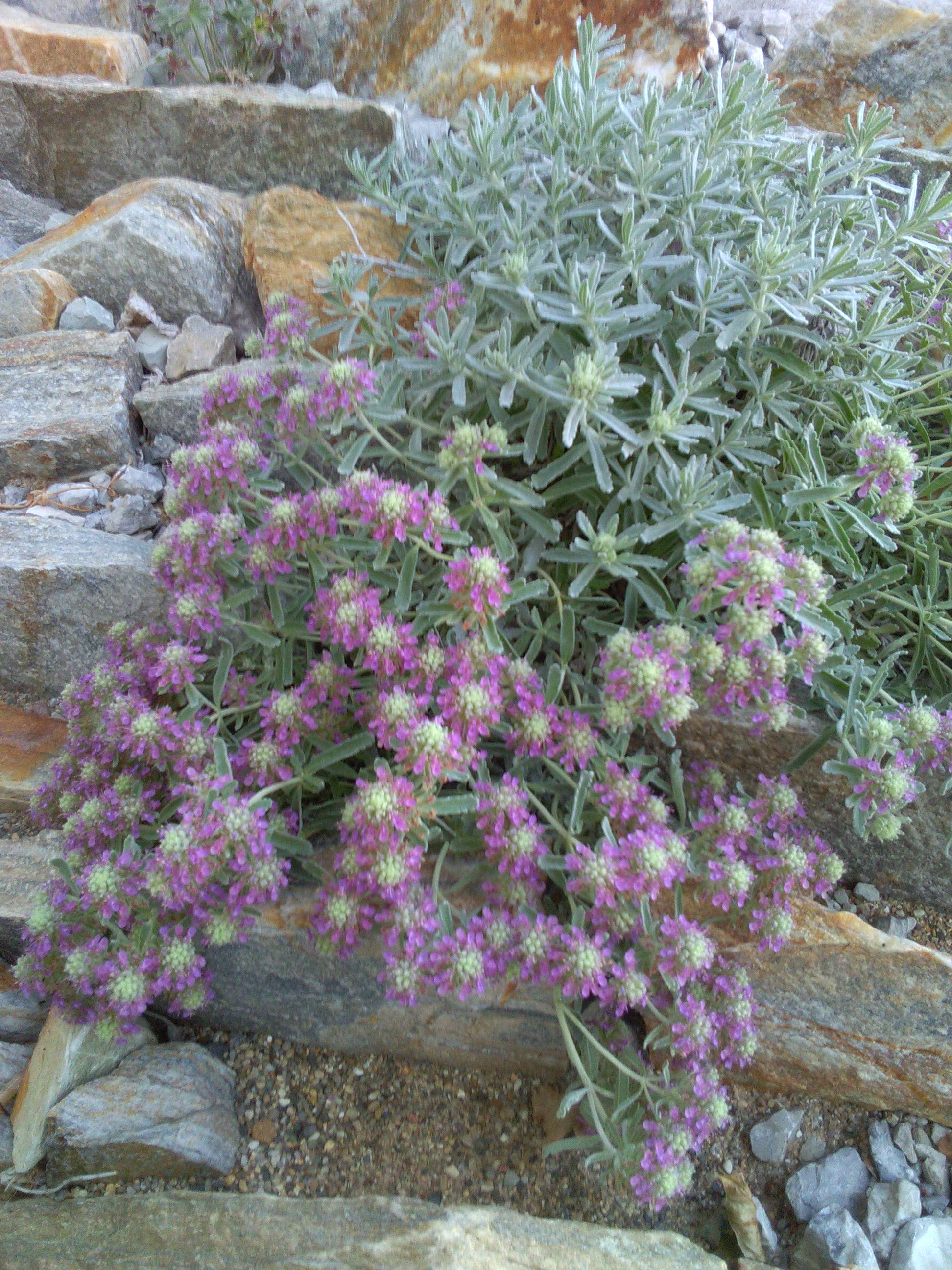 Teucruim cossonii