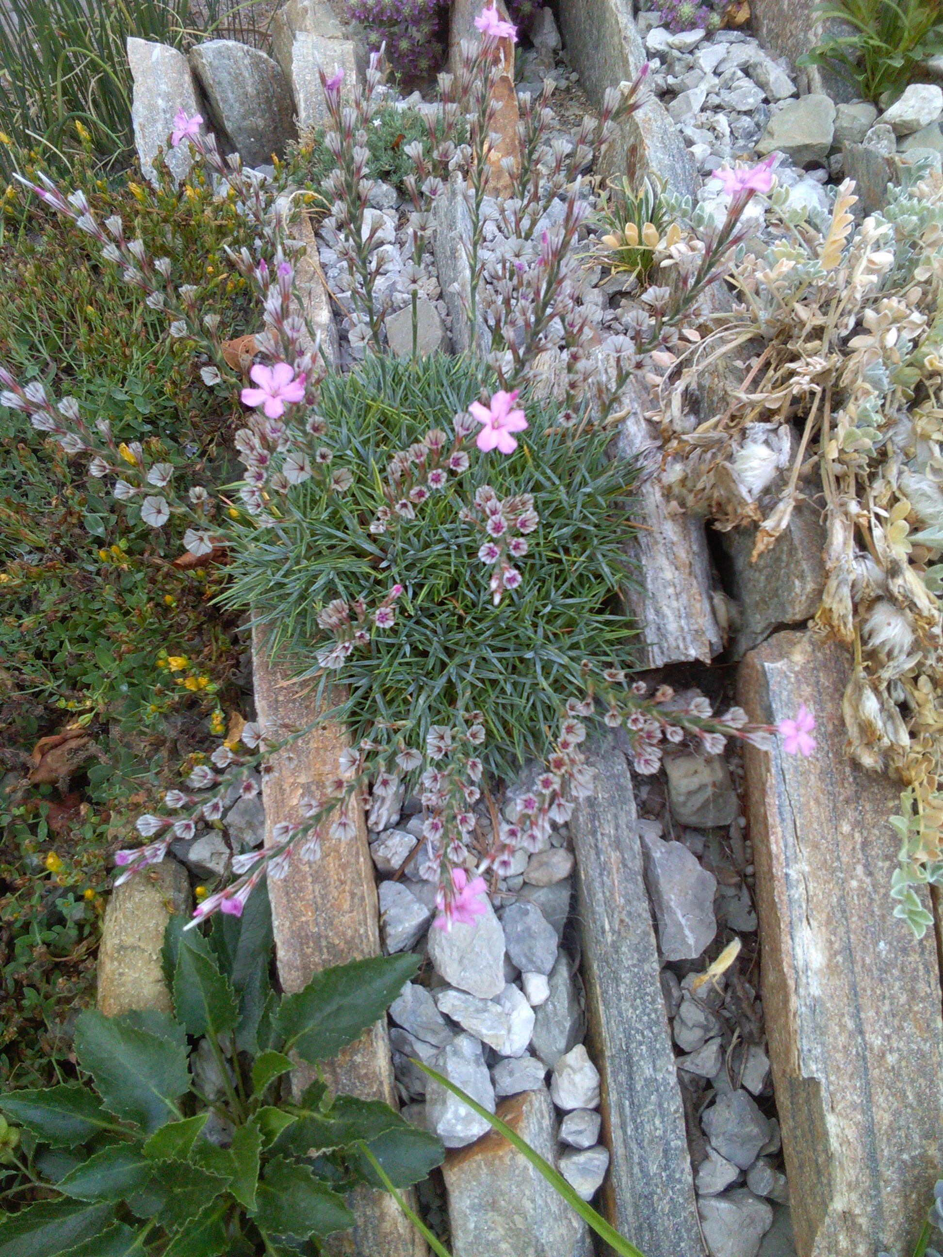Acantholimon