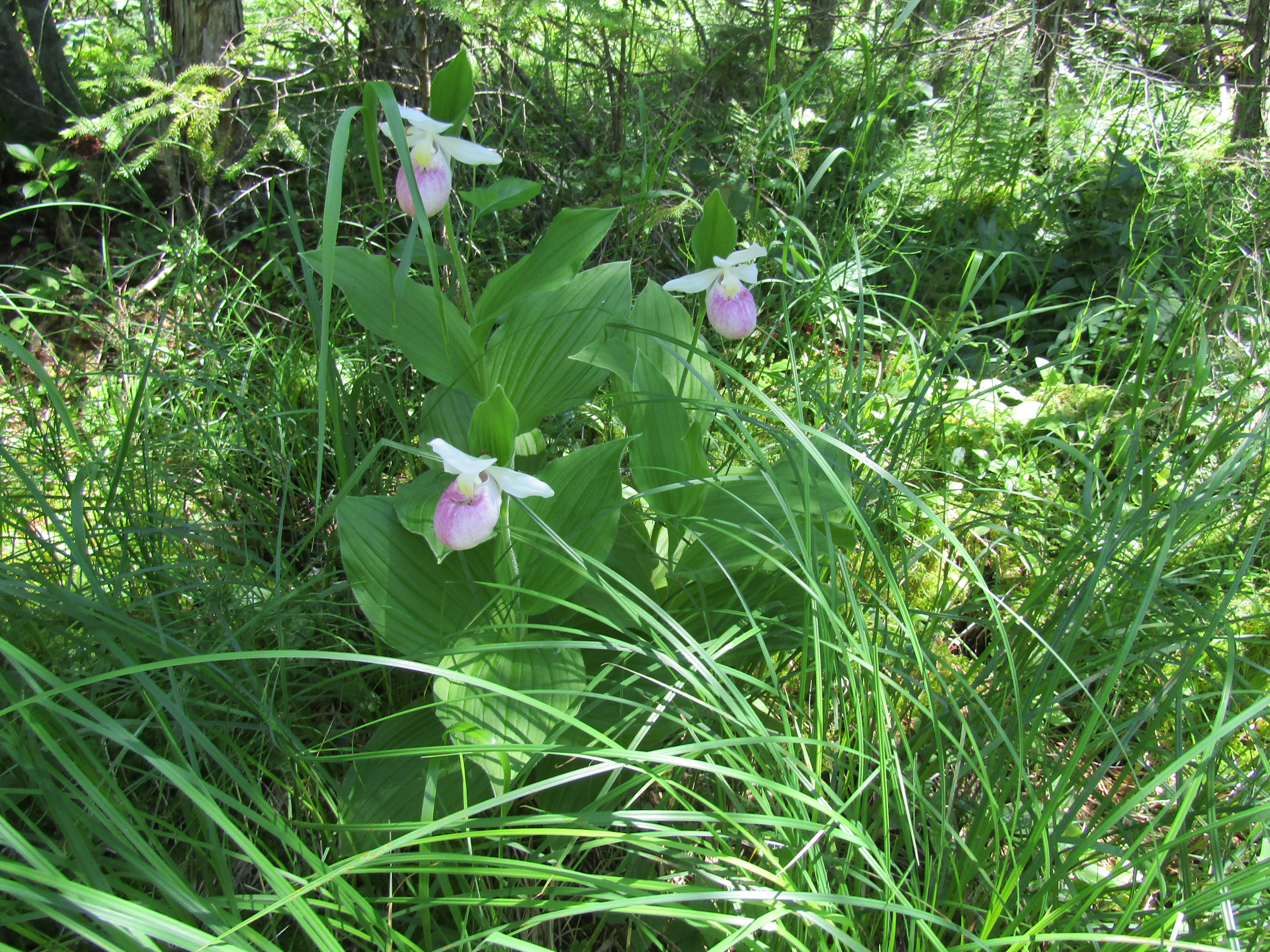 Cyprepedium reginae at Grass River Natural Area