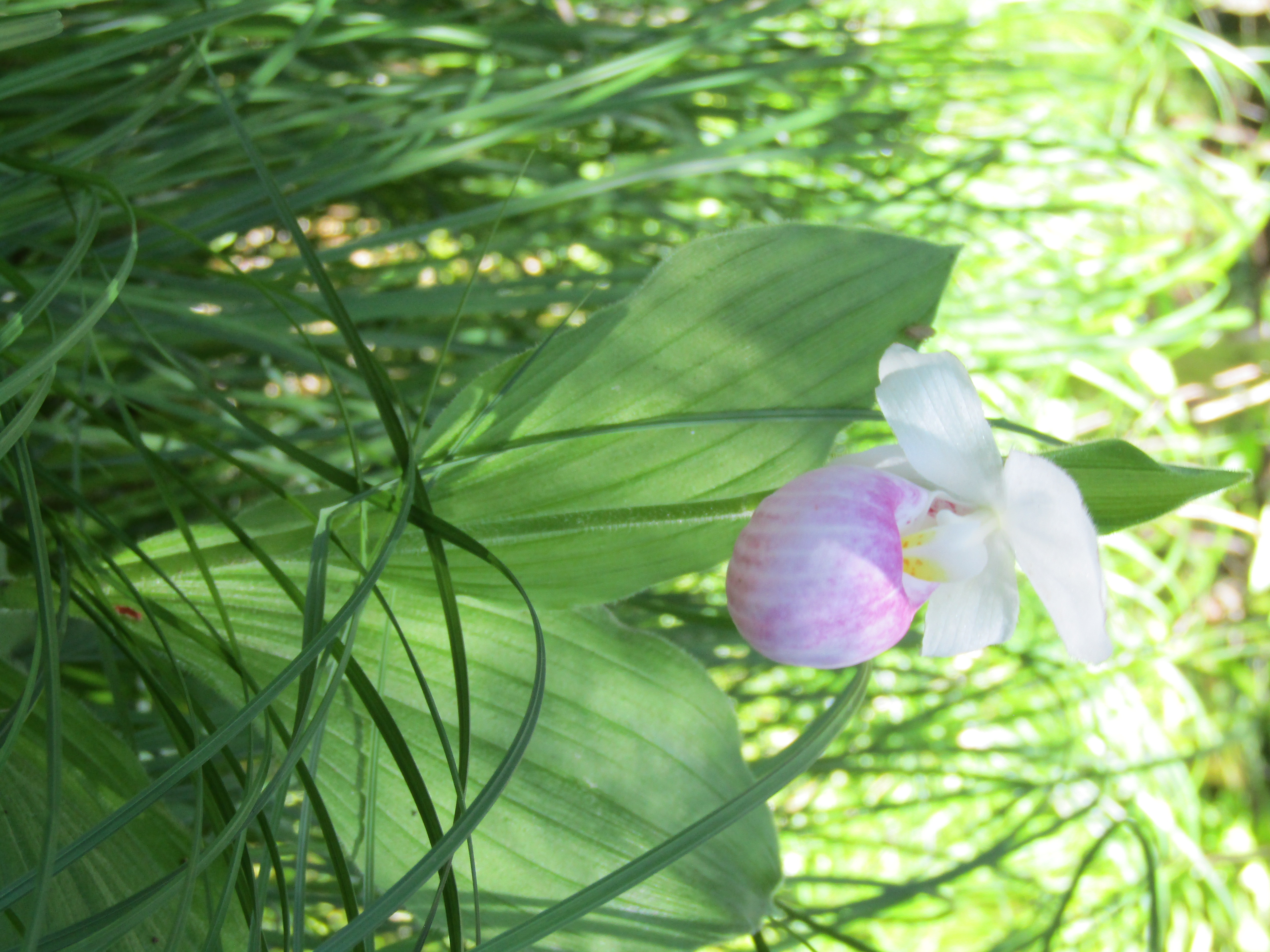 Cyprepedium reginae