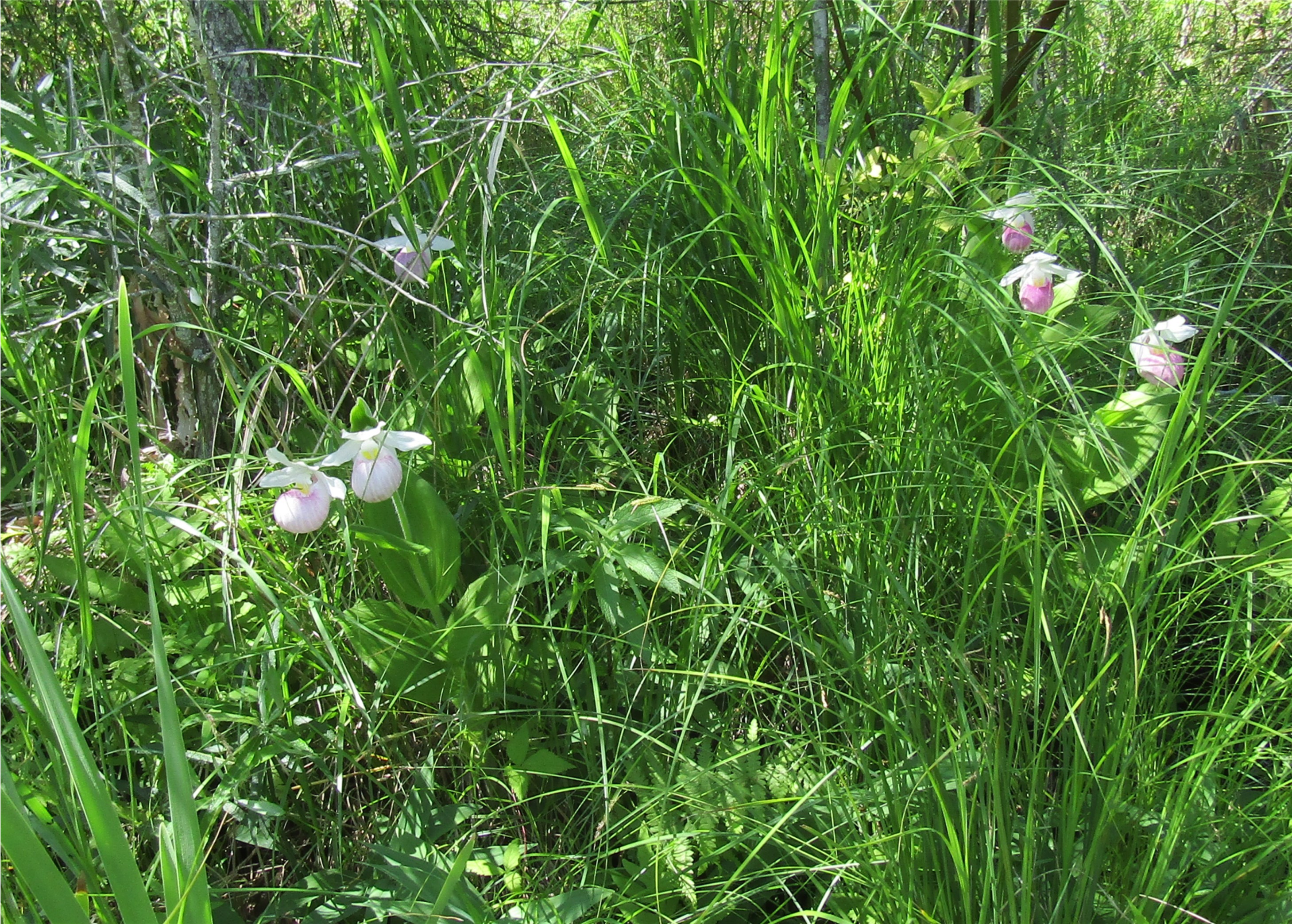 Cyprepedium reginae