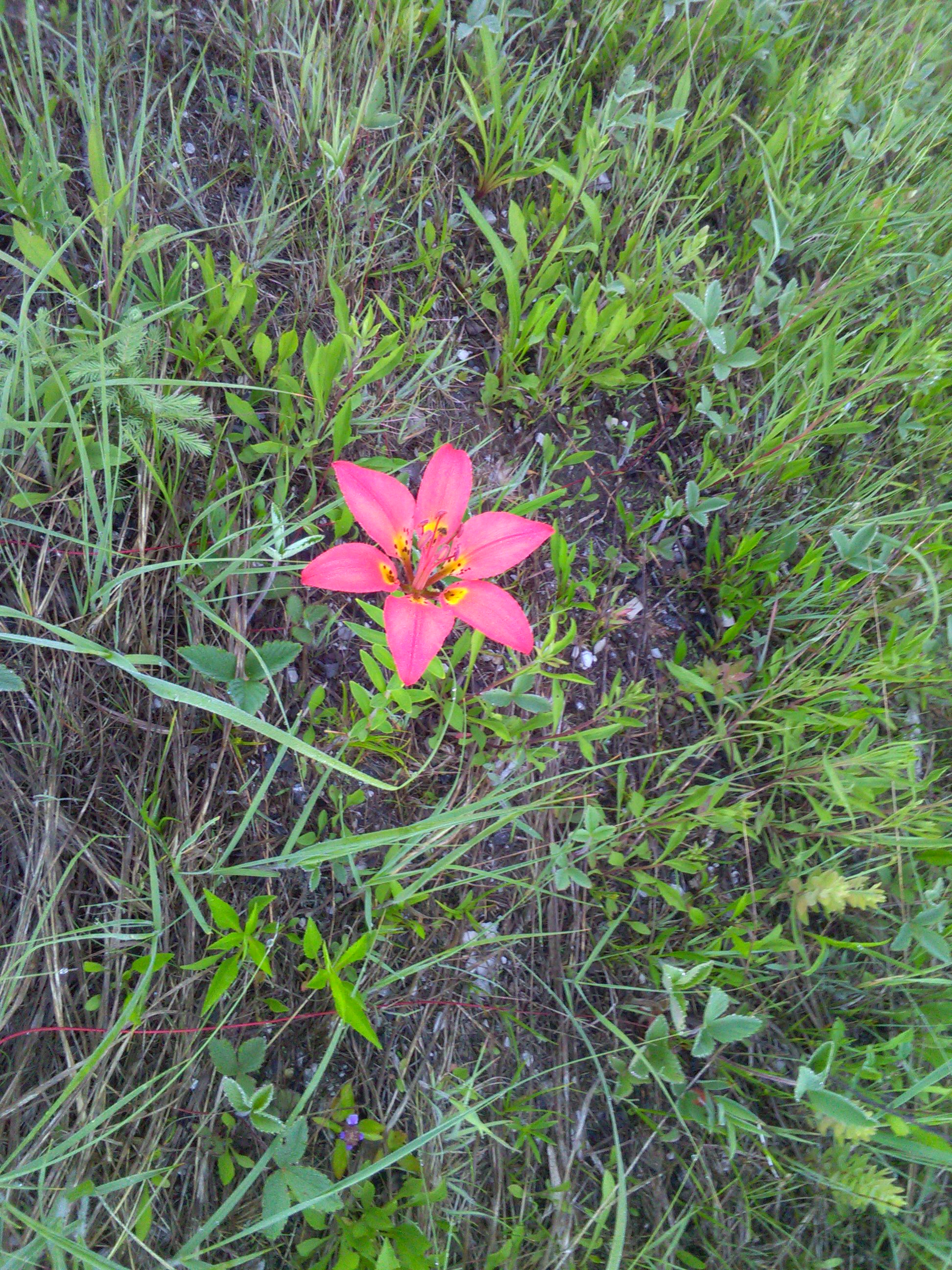 Lilium in a road ditch