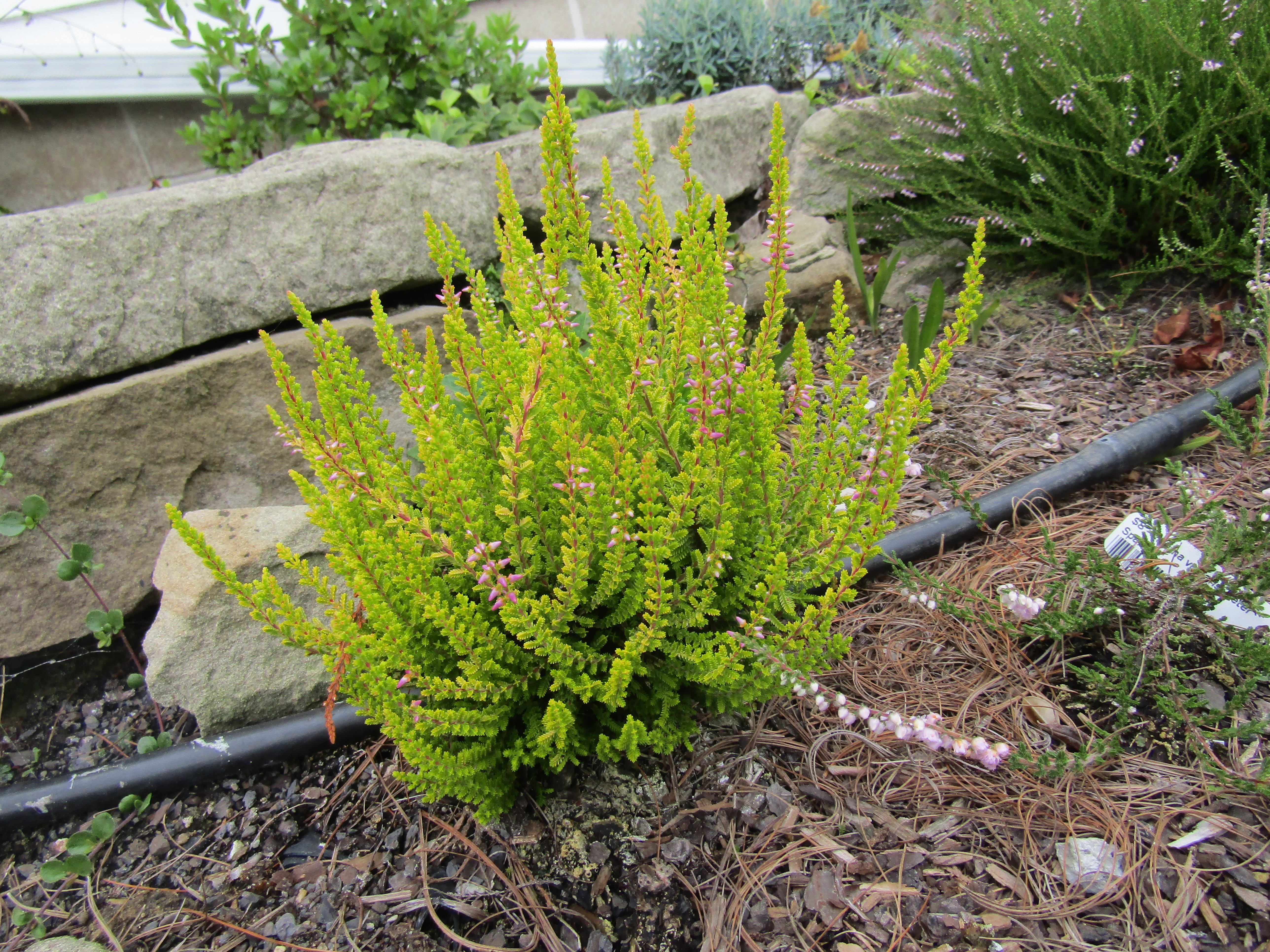 Calluna foxii nana