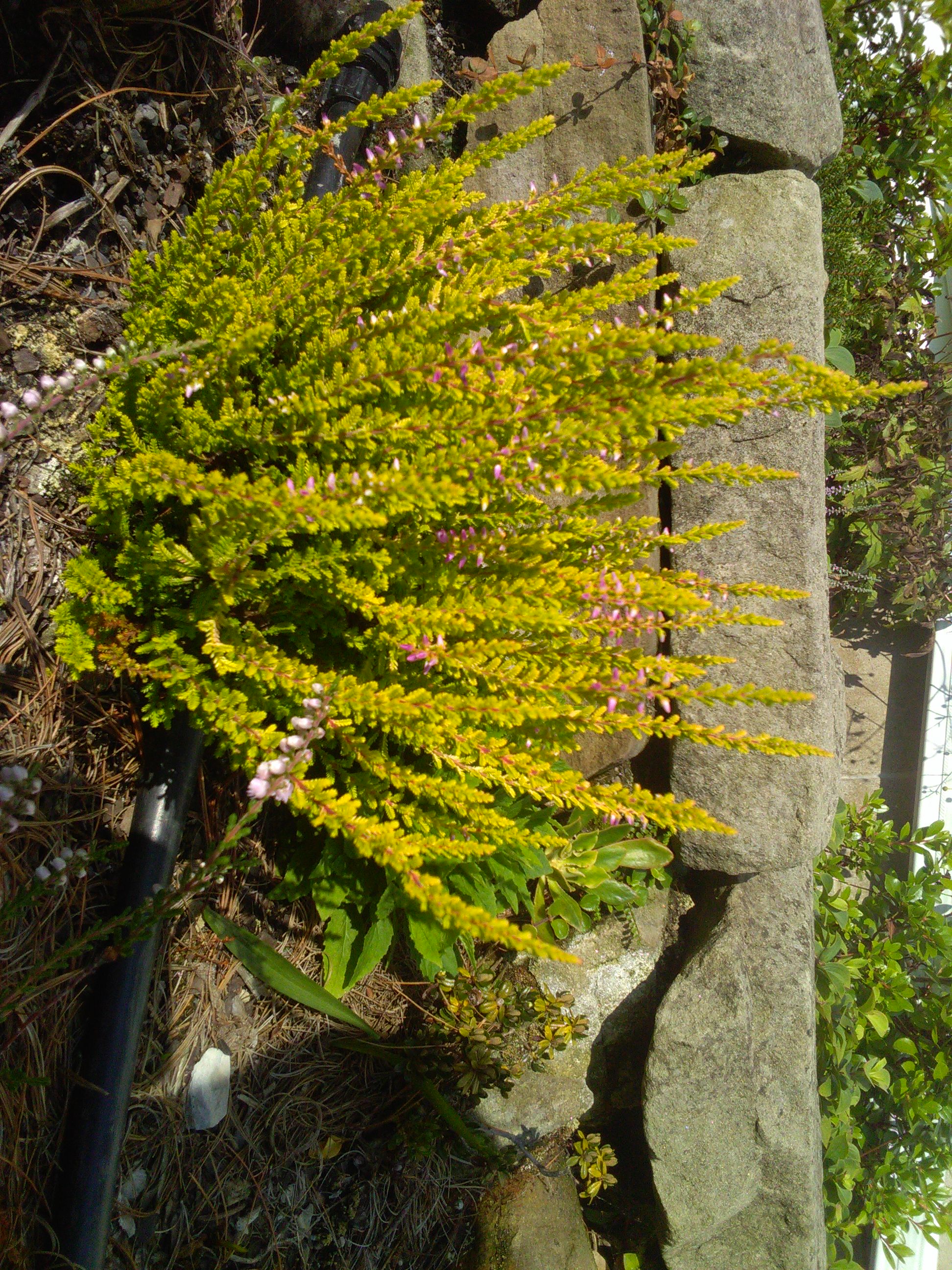 Calluna seedling.JPG