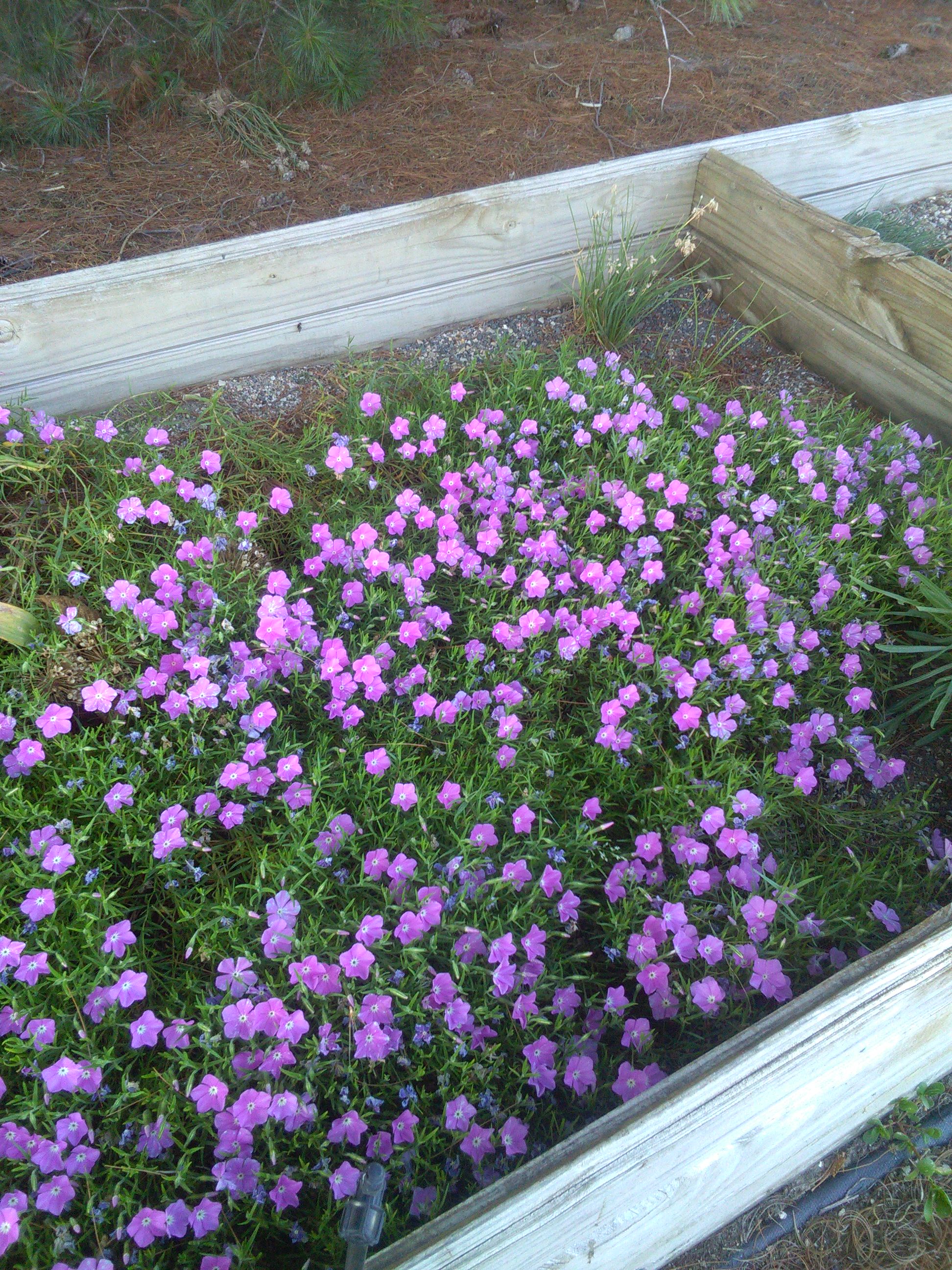 Phlox nana 'Perfect Pink'